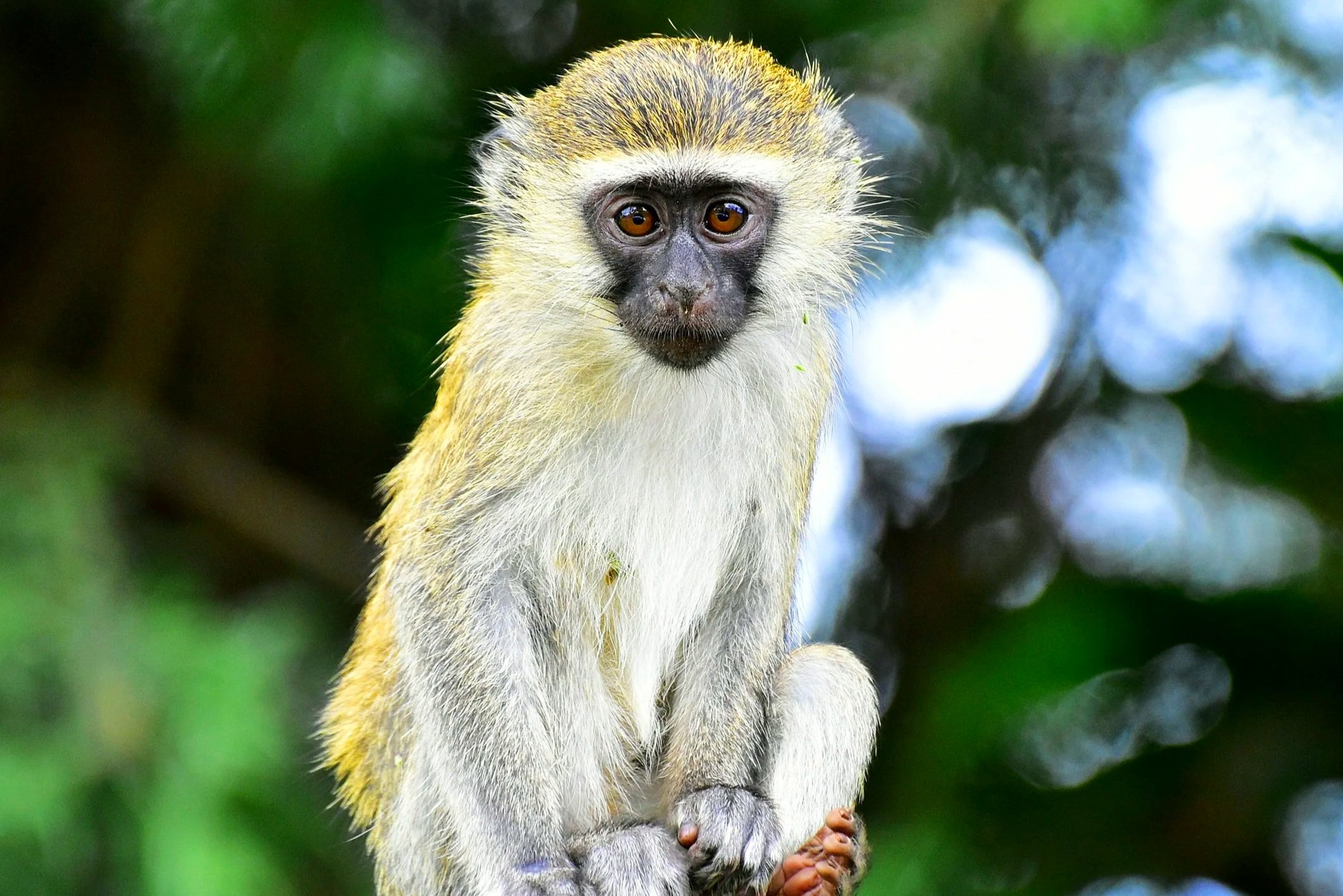 Meet Vervet Monkeys