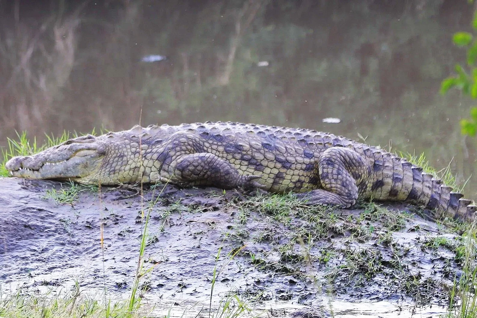 The Powerful Nile Crocodile