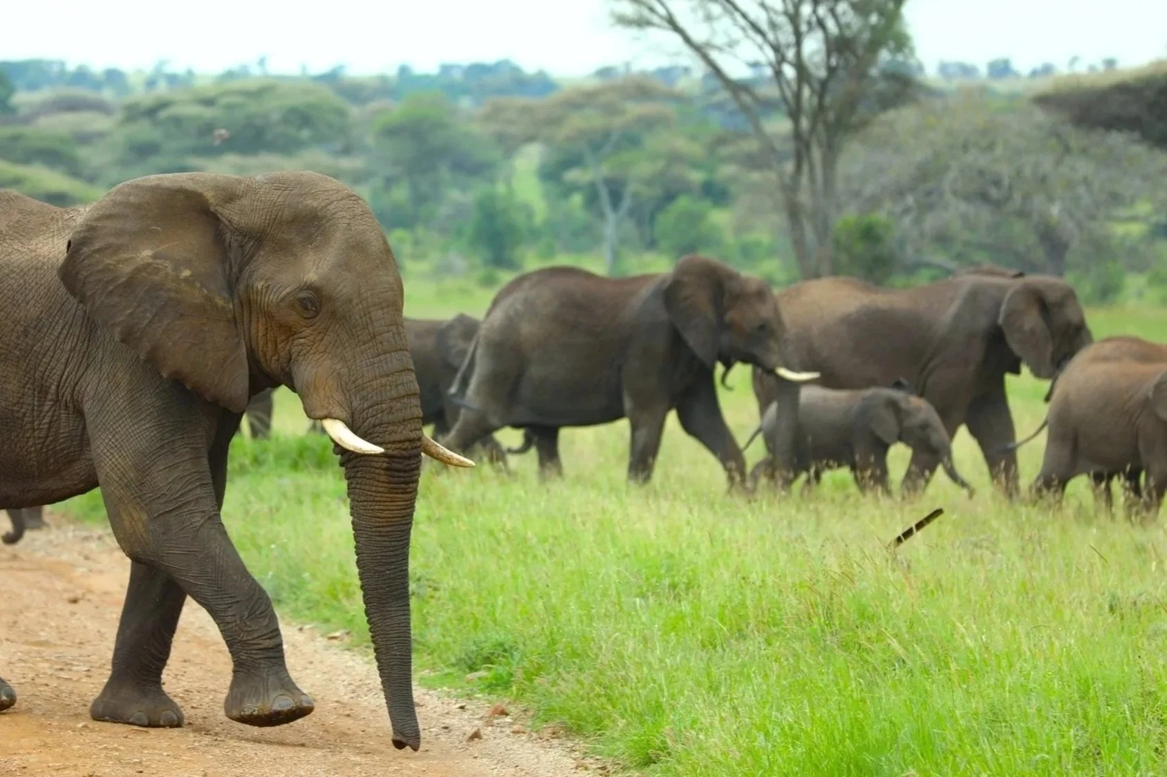 See Serengeti’s African Elephants 
