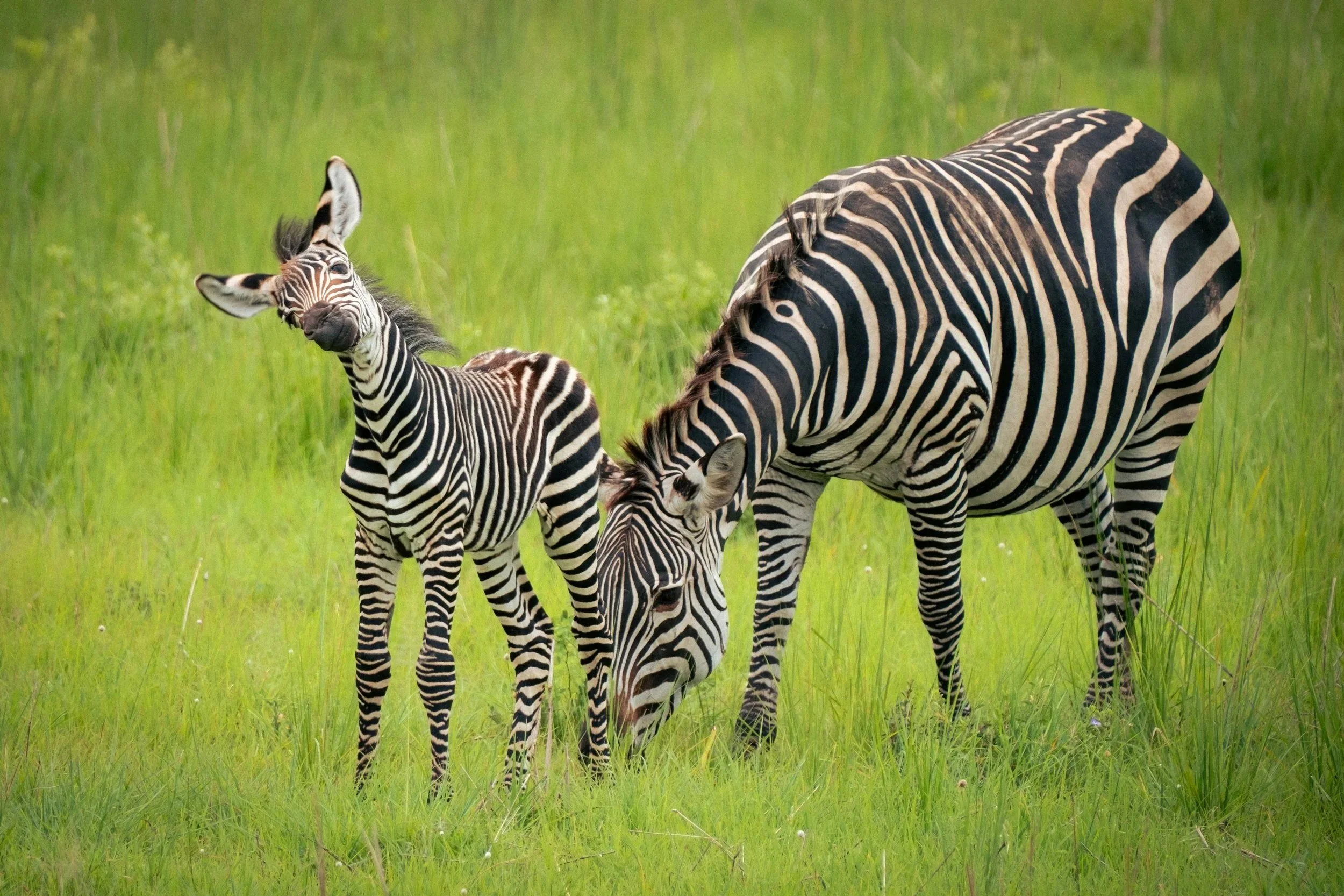 Calving Season Safari