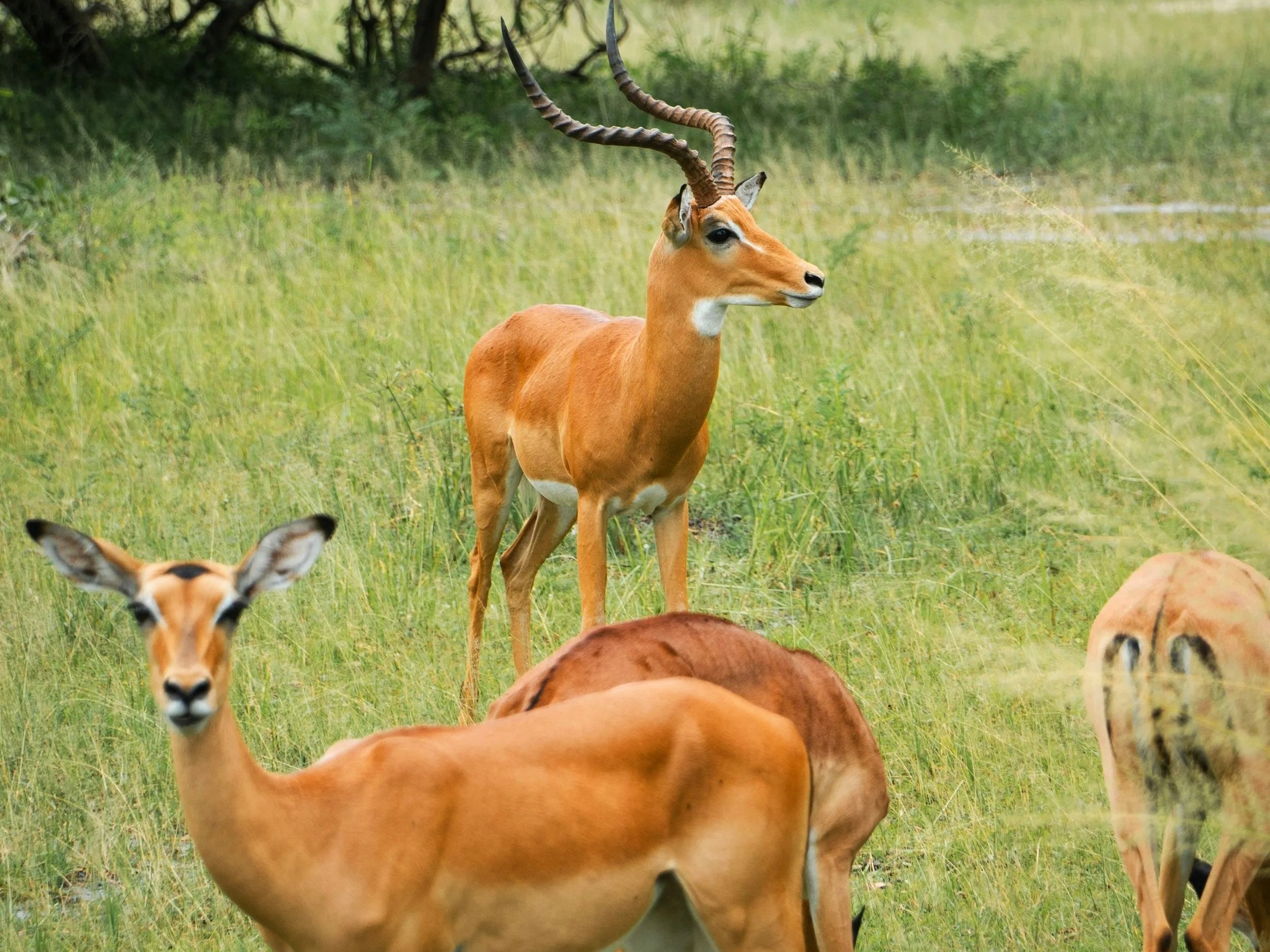 Impressive Impalas