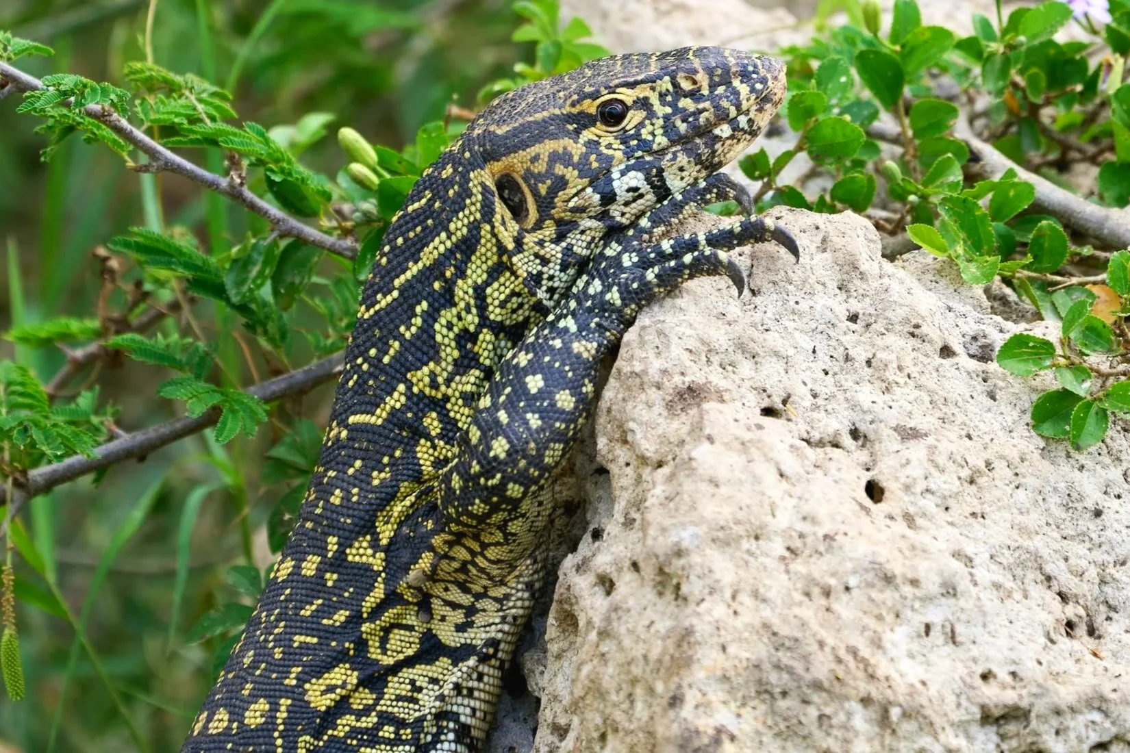 Nile Monitors: Serengeti’s Dragons