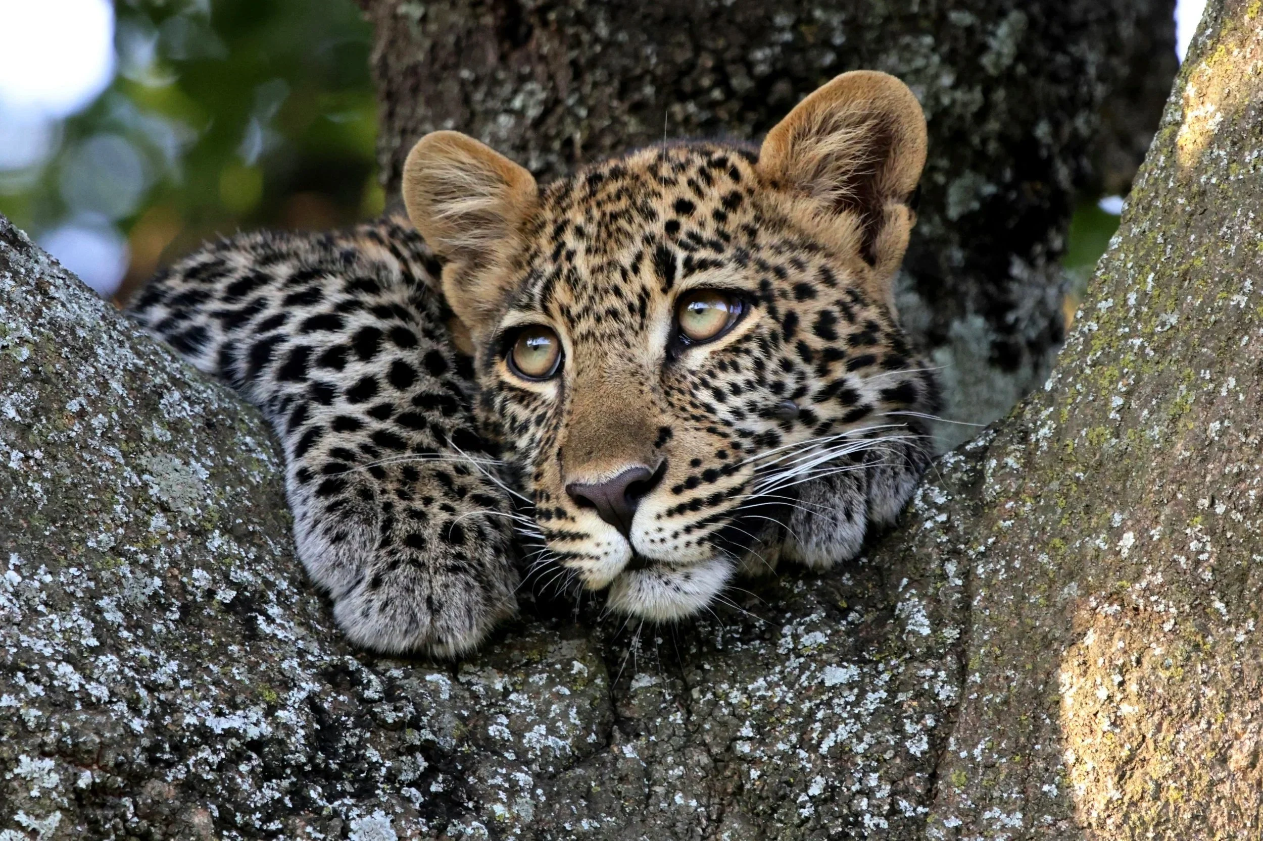 Ready for Cute Cubs ? 