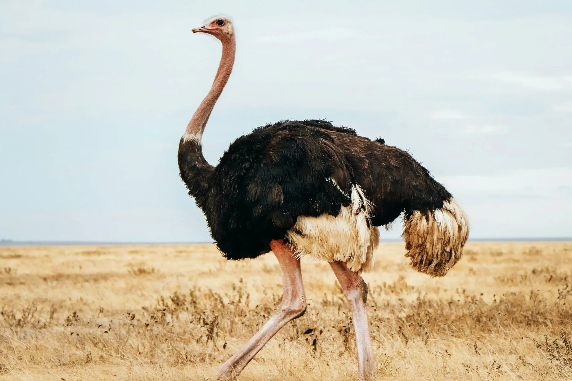 Unforgettable Ostriches