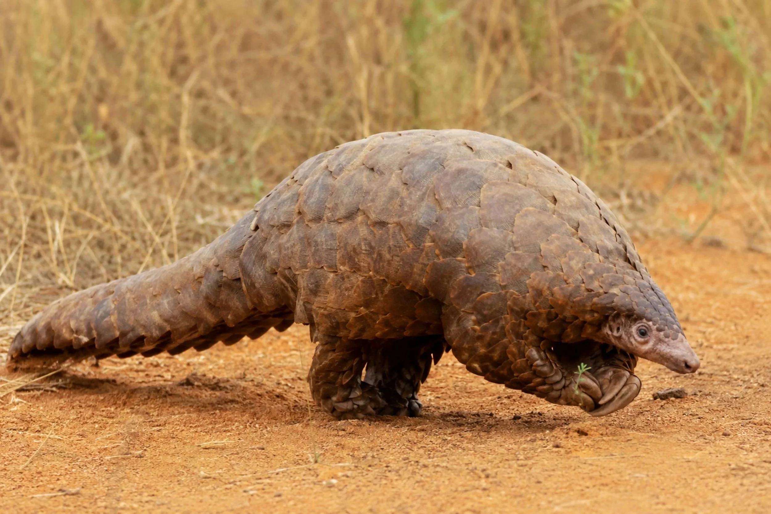 Secretive Pangolins