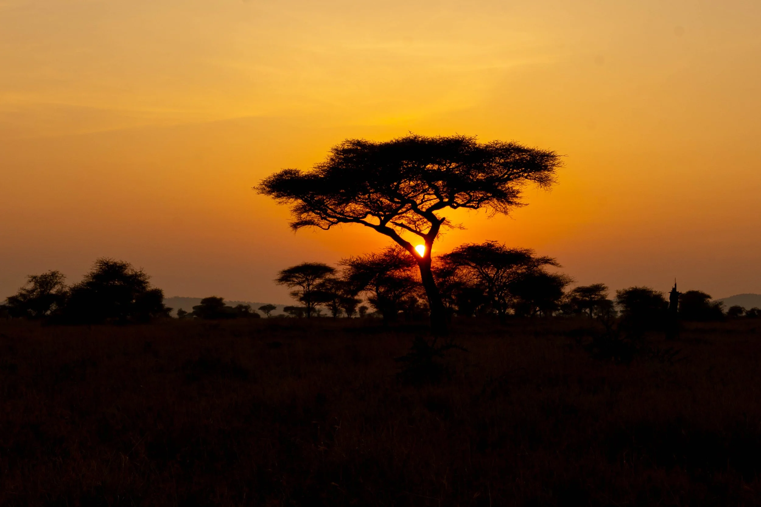 What Is a Safari Sundowner ?