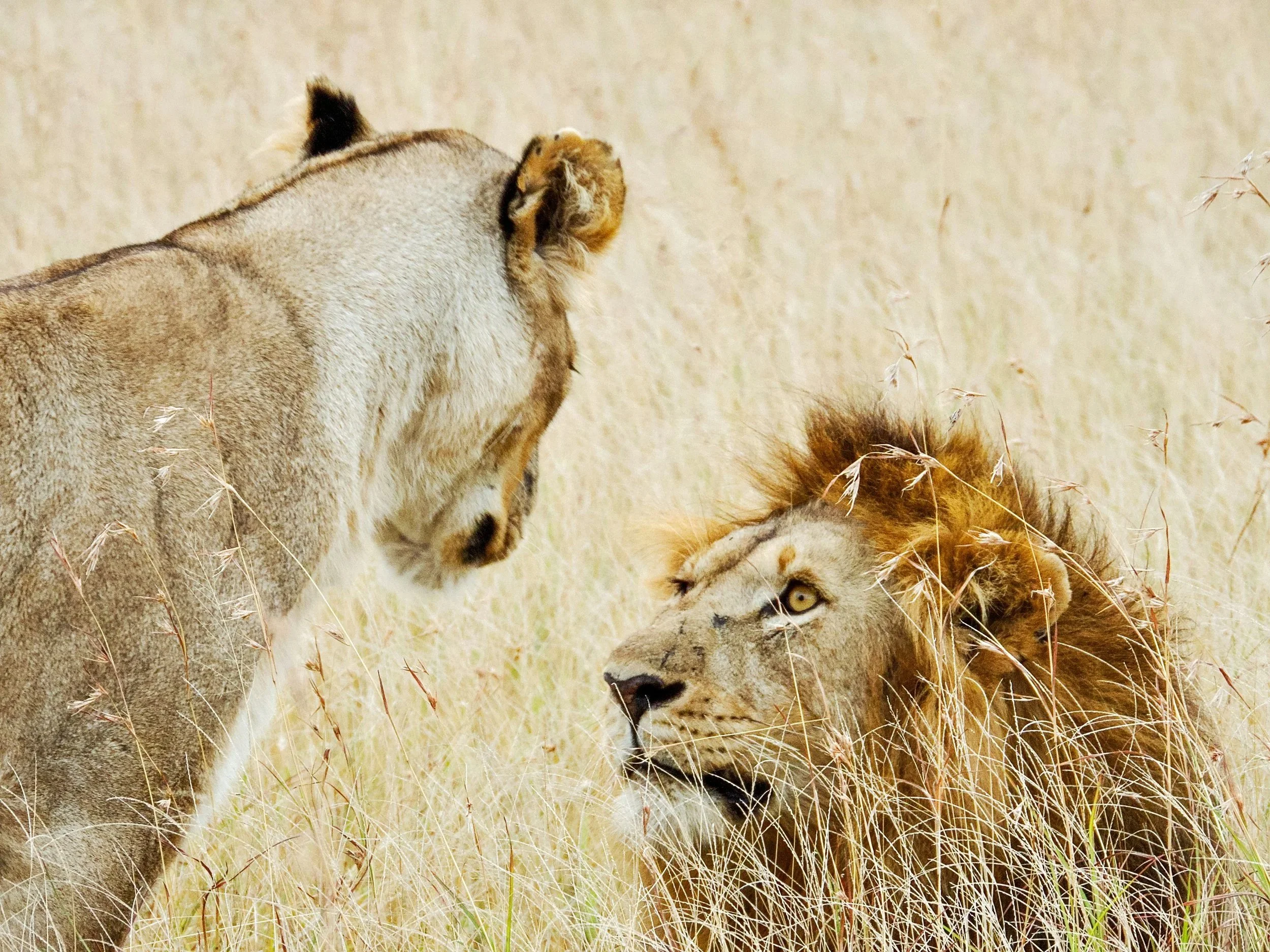 Lion Pride Dynamics