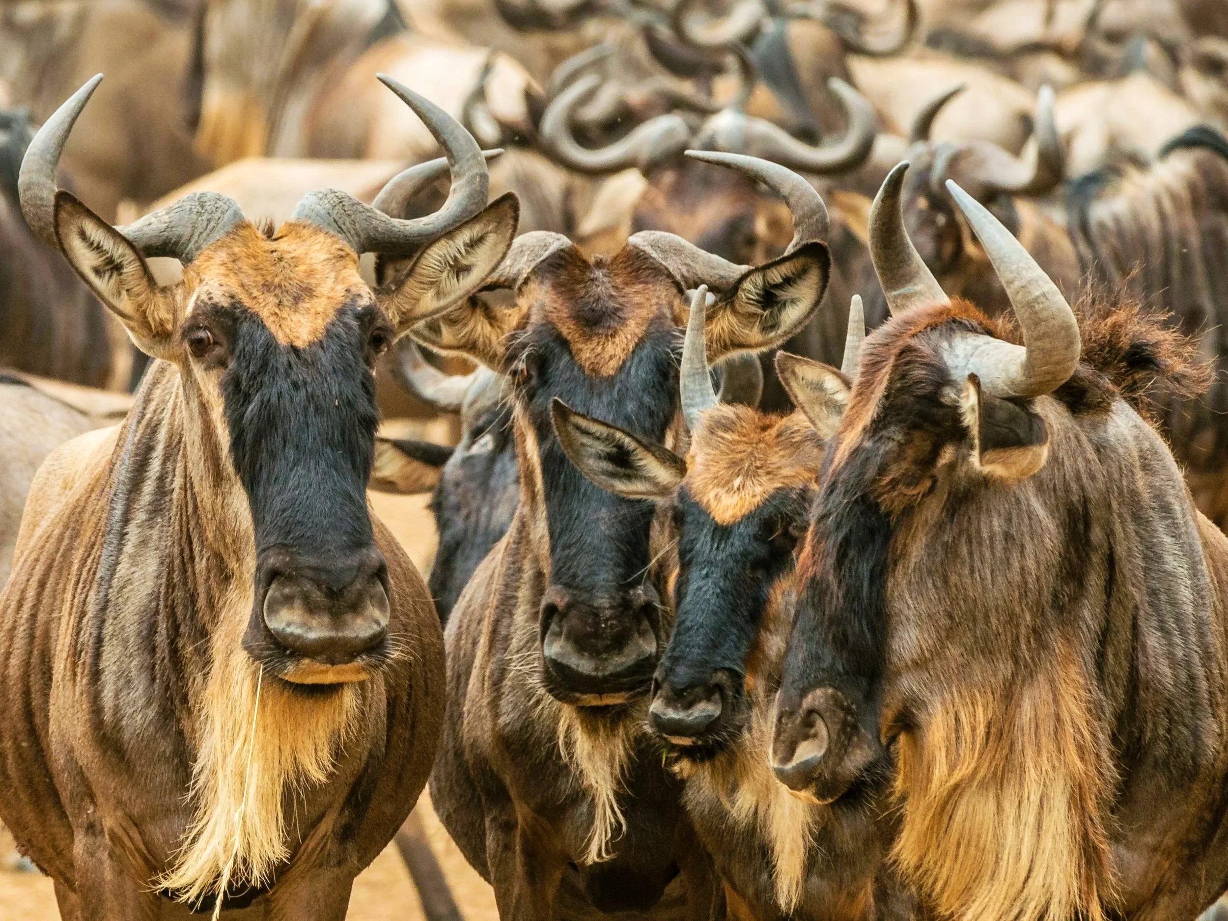 Wildebeest Worth Watching