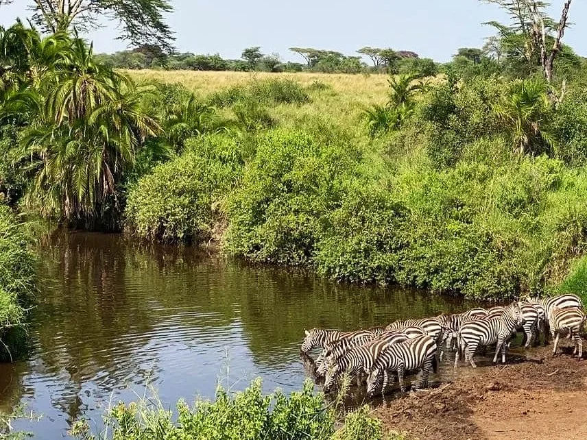 Waterholes on Safari