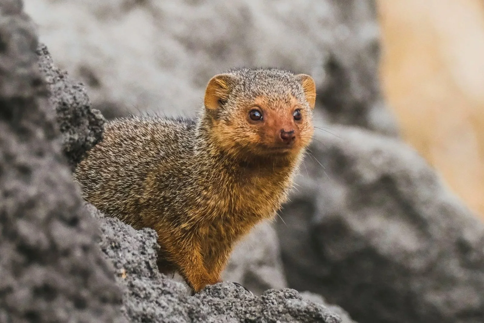 Small but Mighty Mongoose