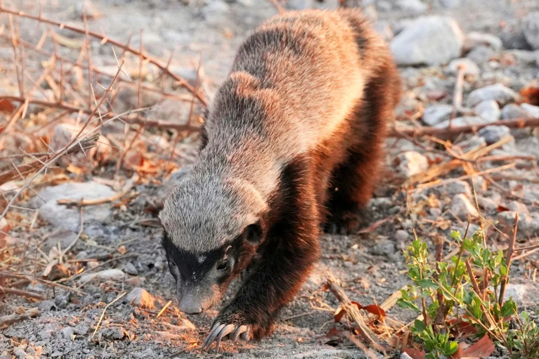Fierce Honey Badgers