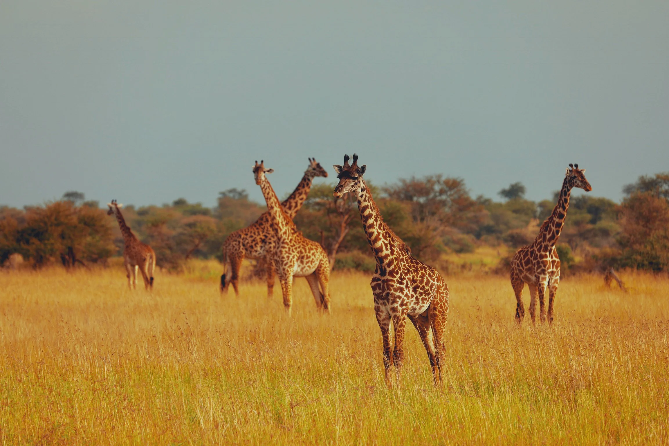 Moyo-girafes-J.jpg