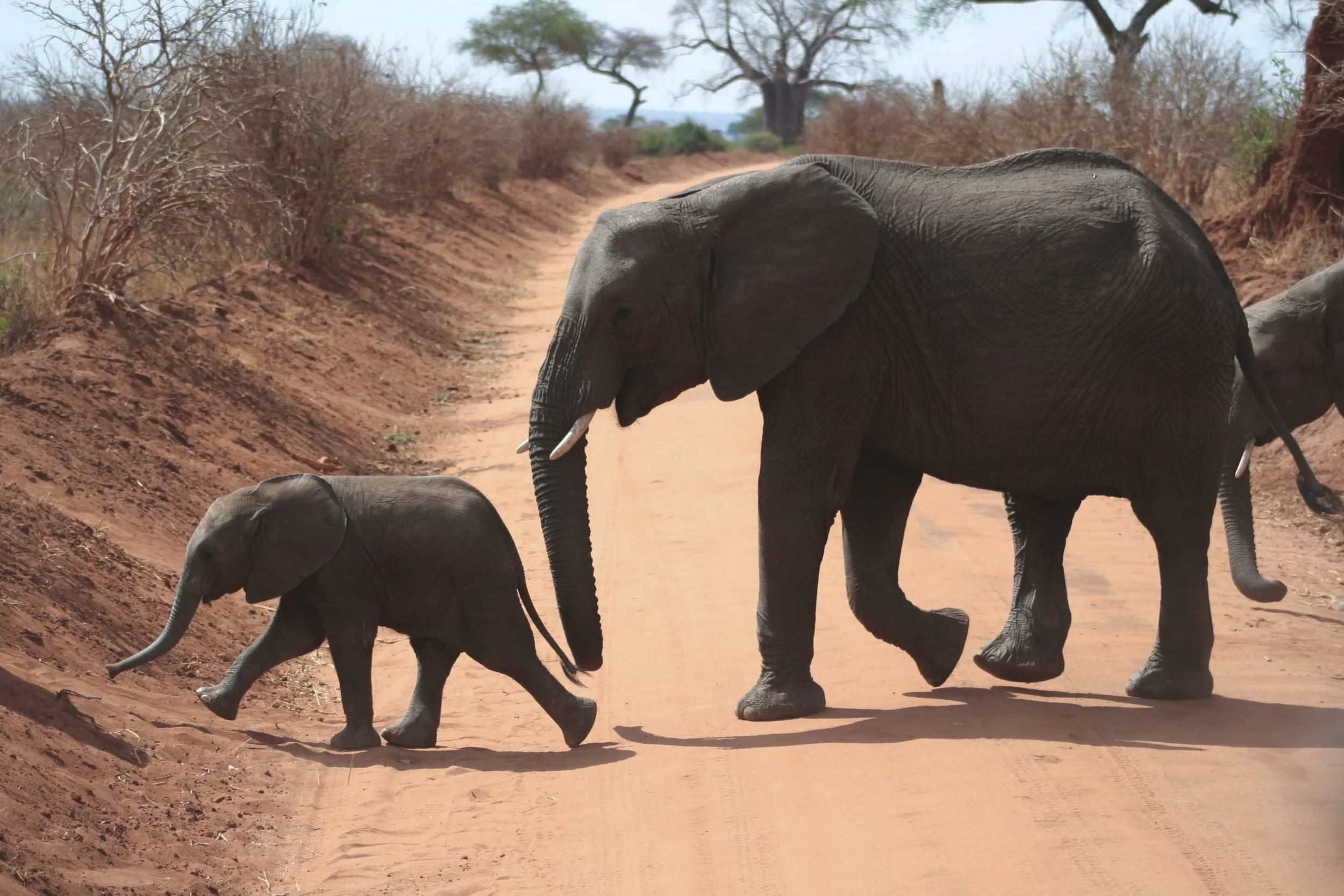 Elephant-IMG_8190@2x.jpg