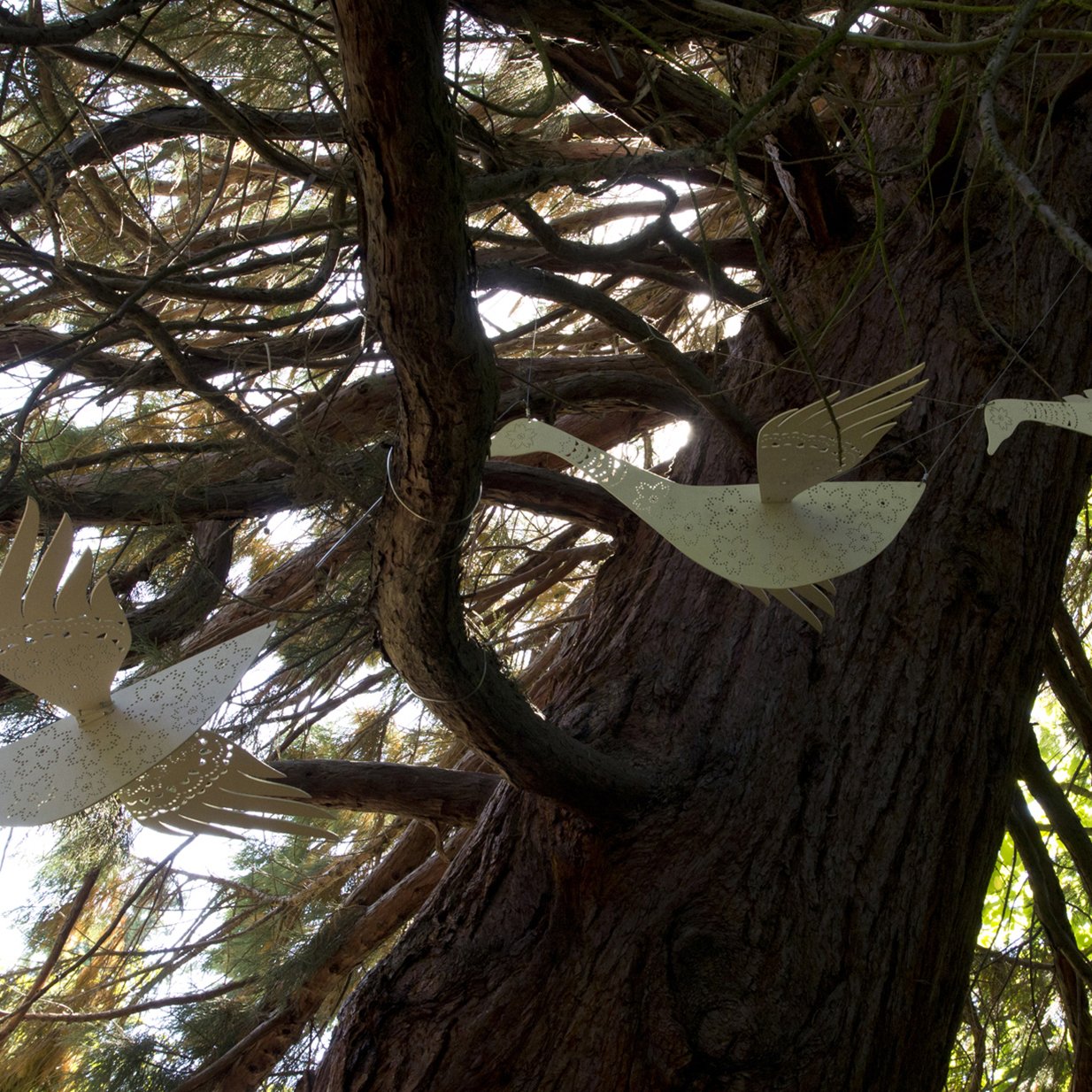 swans_1379.jpg