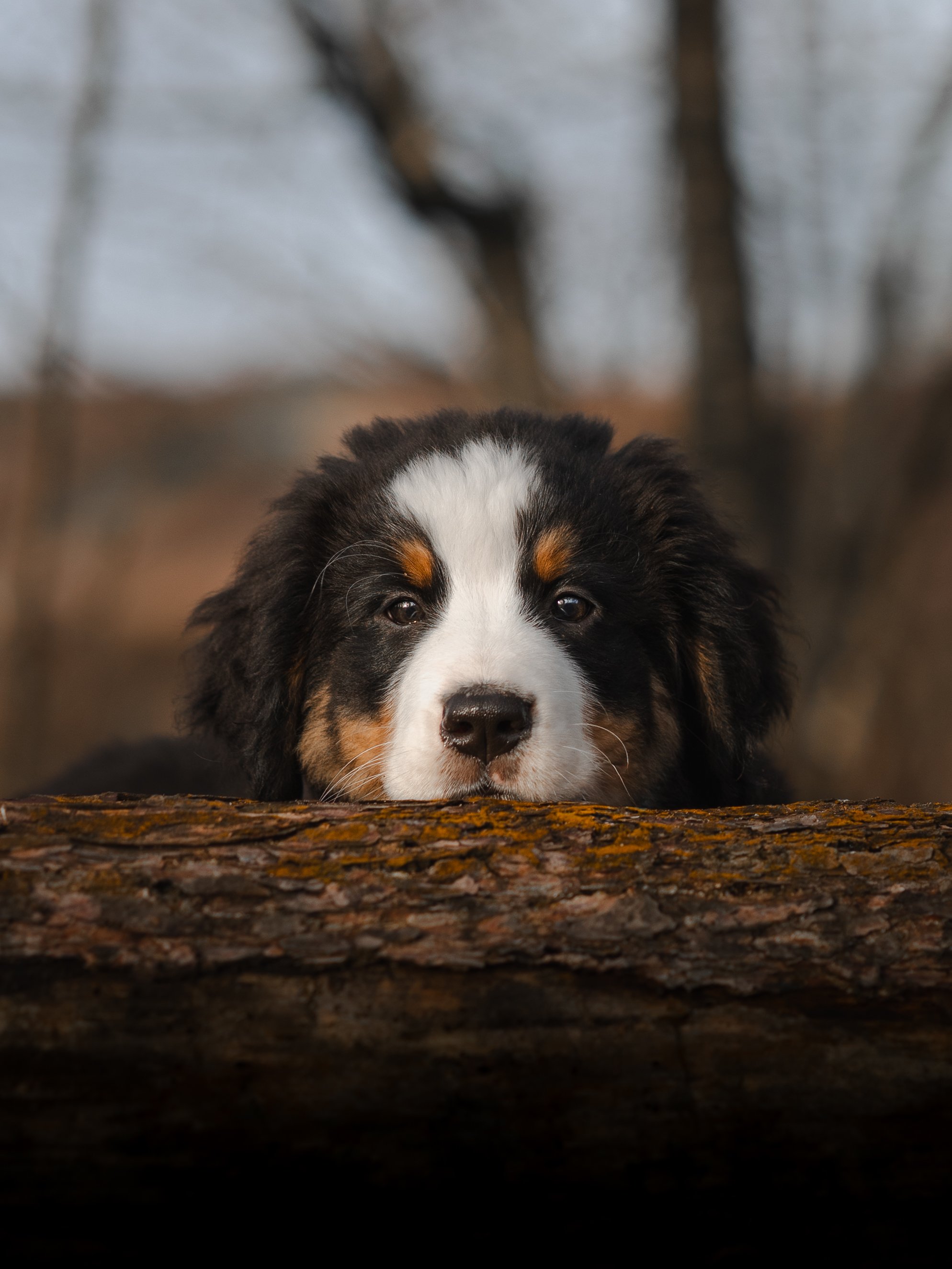 Een schattige puppy met zwarte, witte en bruine vacht ligt op een boomstam in een bos, met een rustige uitdrukking.