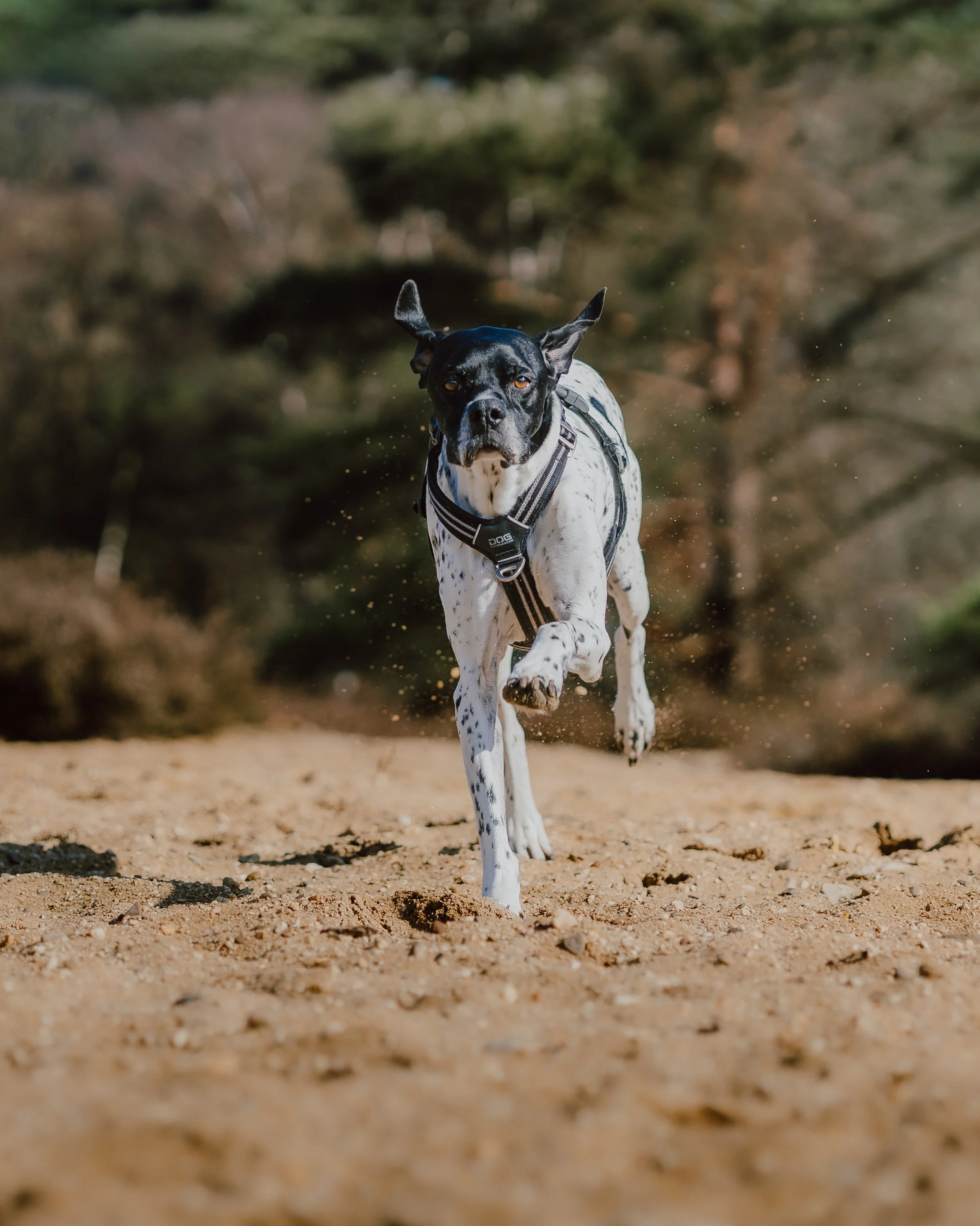 Harrie & Darcy-9.jpg