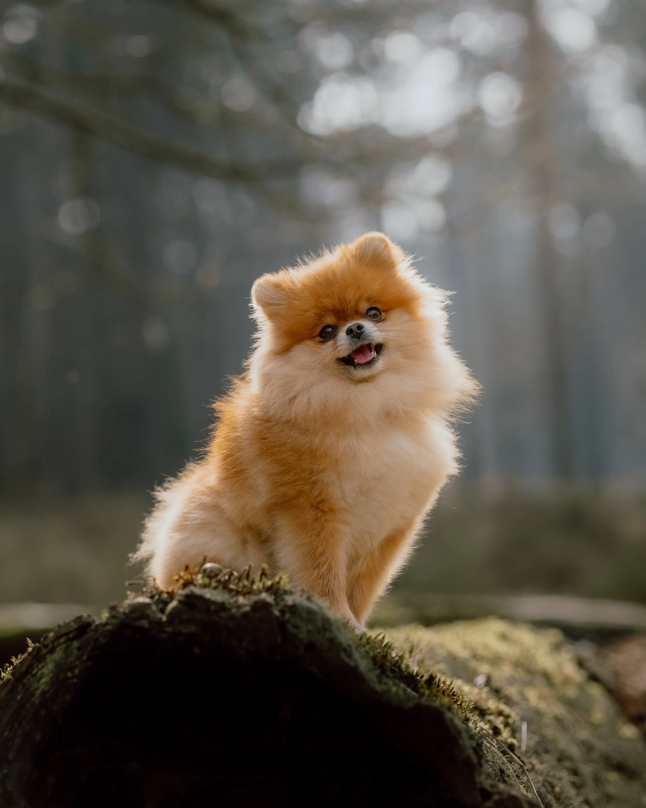 Een bruine hond met een witte vlek op de borst zit op een bevroren pad in een besneeuwd bos, onder een dikke tak met sneeuw.