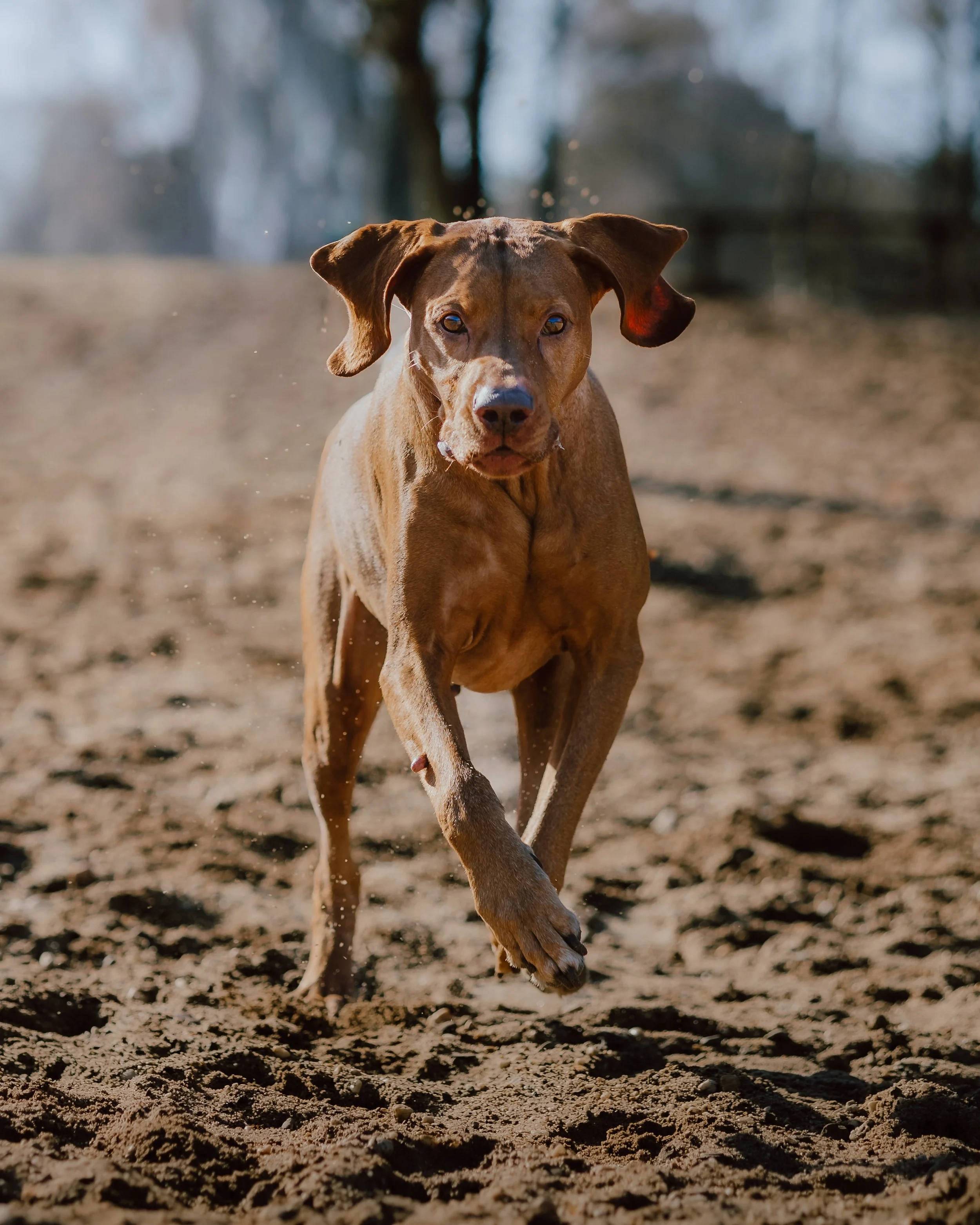 Harrie & Darcy-7.jpg