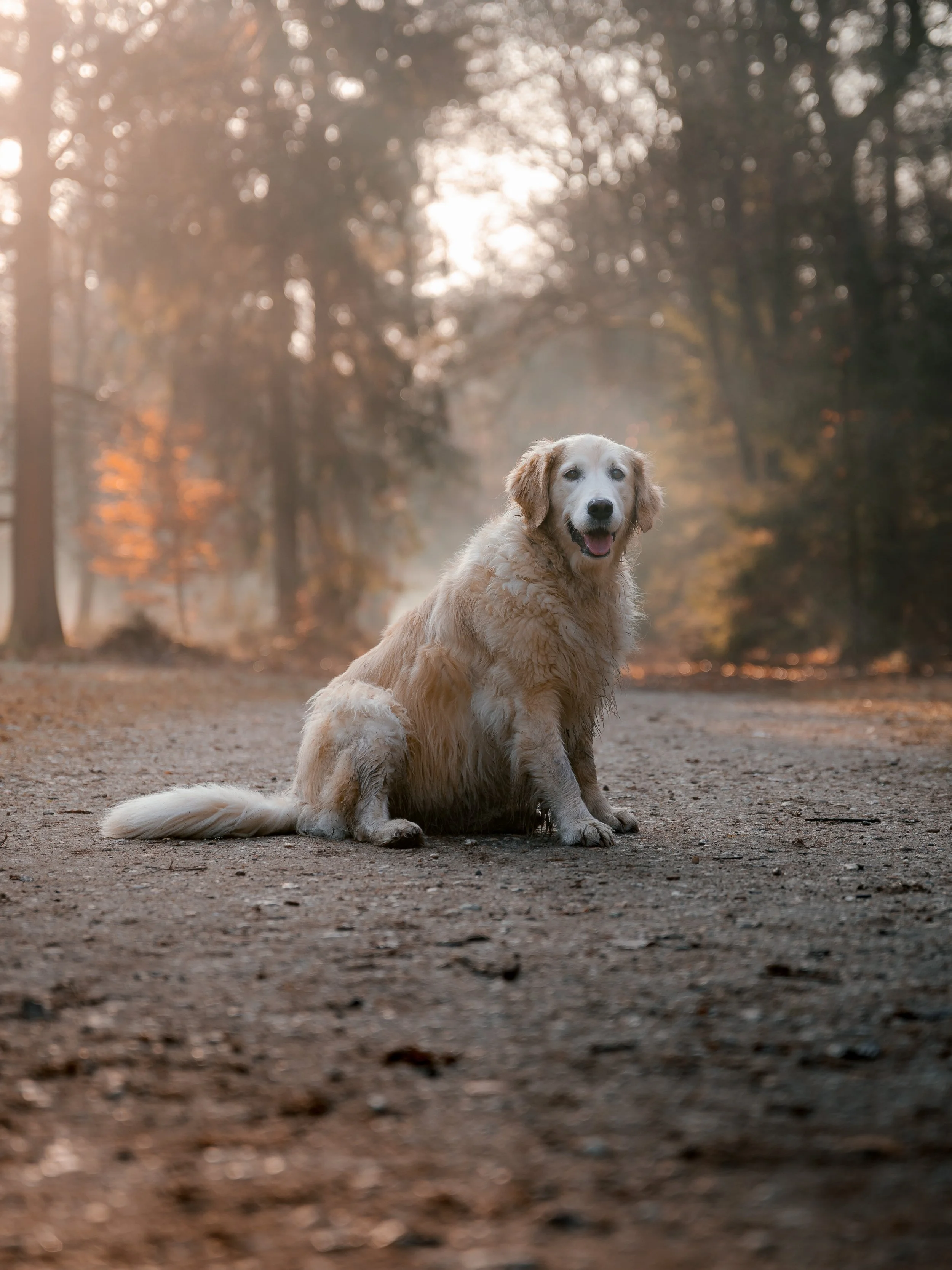Een golden retriever hond zit op een bospad in de natuur bij zonsopgang of zonsondergang.
