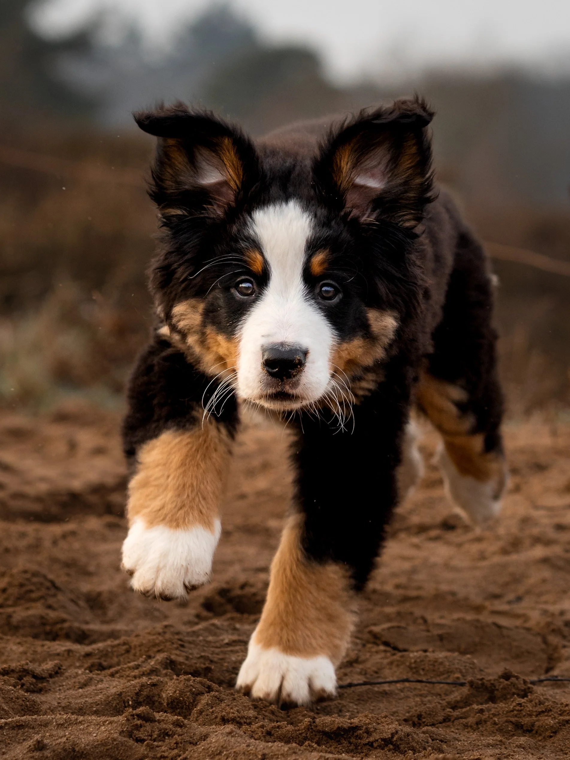 Een schattige border collie puppy die recht op de camera afrent, rennend over de aarde.