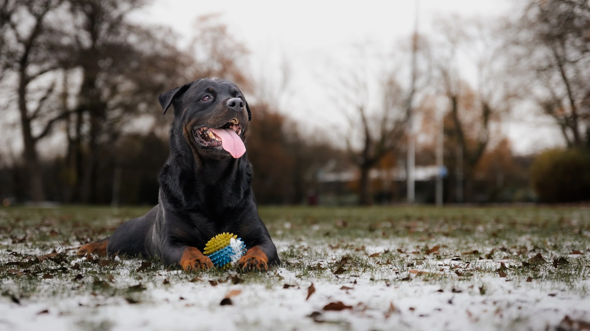 Een zwarte en bruine Rottweiler ligt op de grond in een park met een speelgoedbal, omgeven door een licht bedekt met sneeuw en vallende bladeren, met bladvrije bomen op de achtergrond.