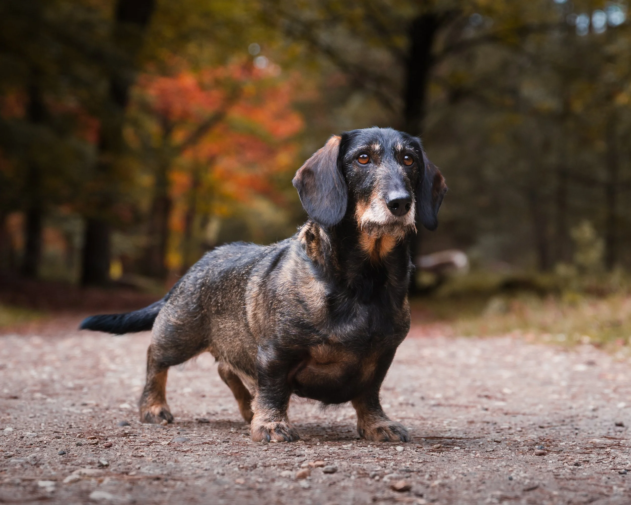 Een teckel in een bos met herfstkleuren.