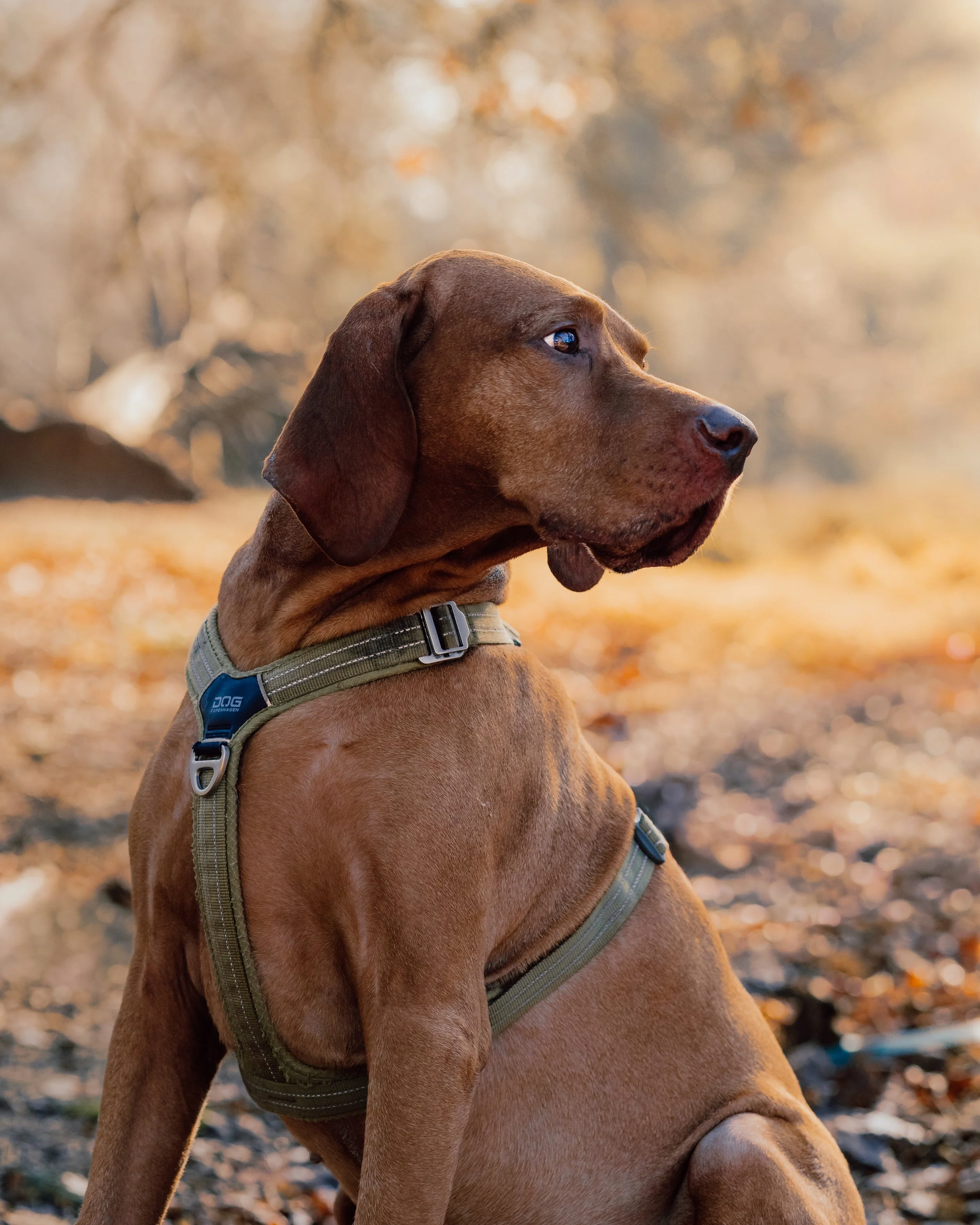 Harrie & Darcy-11.jpg