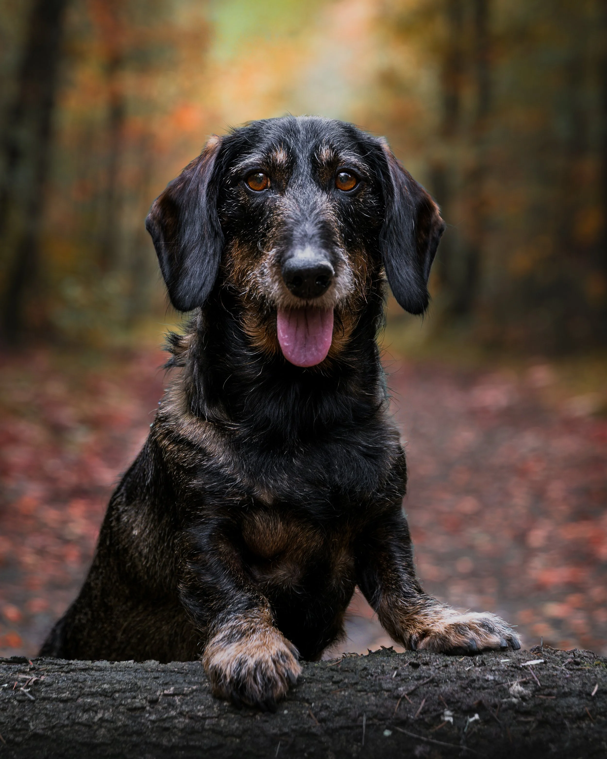 Een speelse, zwart-bruin vacht hond met lange oren, zittend op een boomstam in een bos op een herfstige dag.