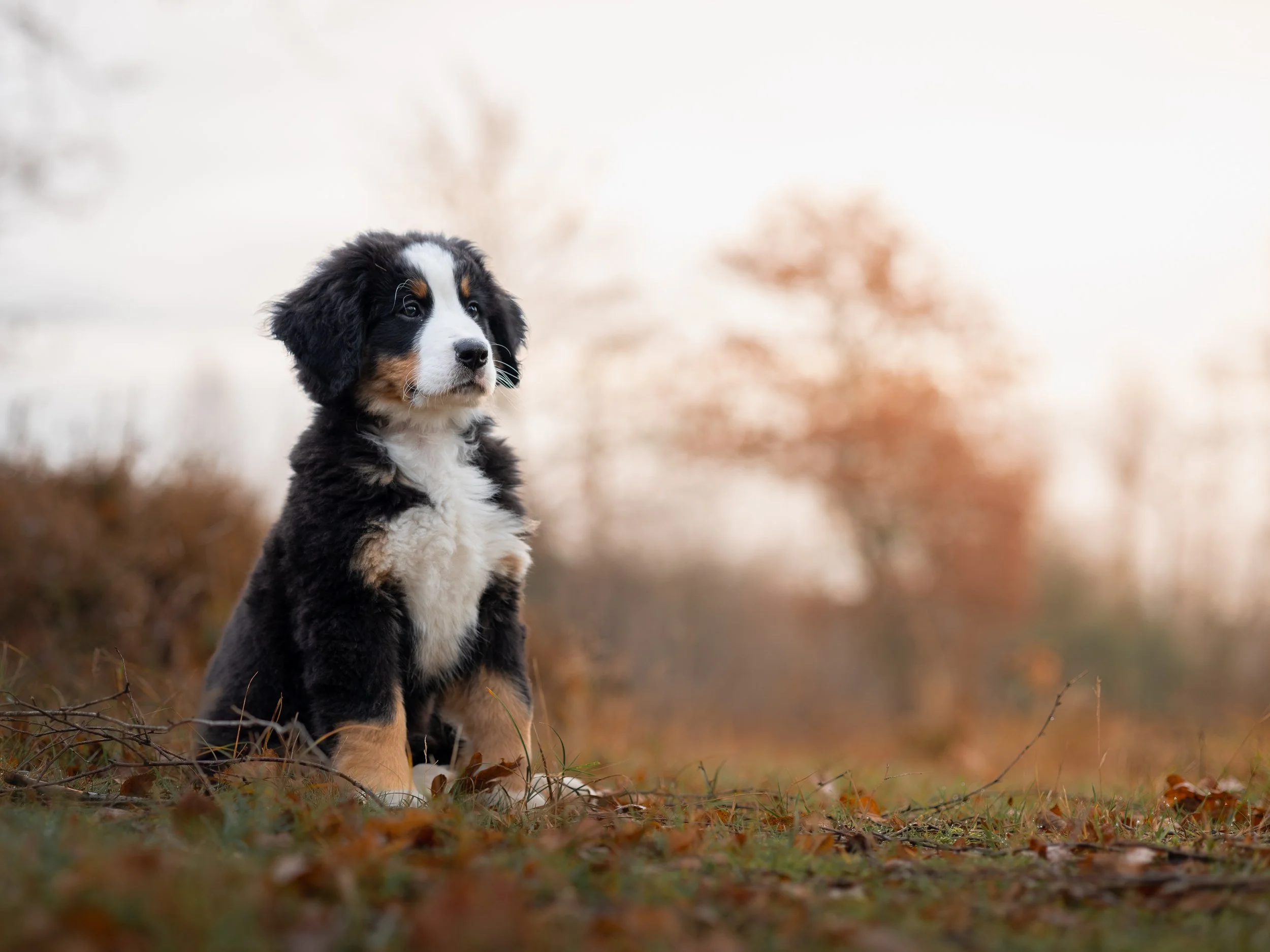 Schattige puppy met een zwarte, witte en mahoniekleurige vacht zittend op herfstbladeren in een bos.