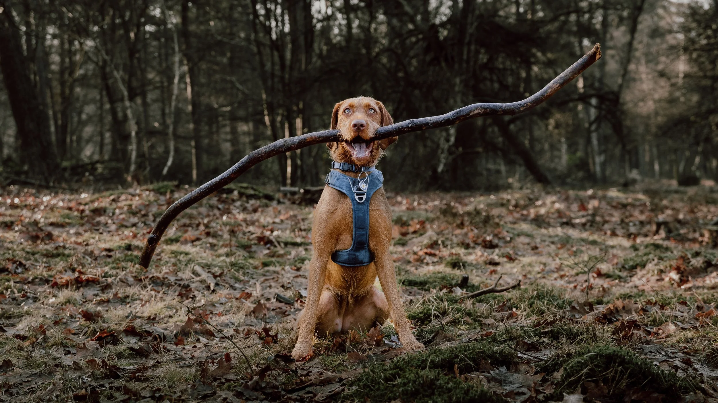 Hond met een stok in de bek zittend in een bos, een blauwe halsband om.