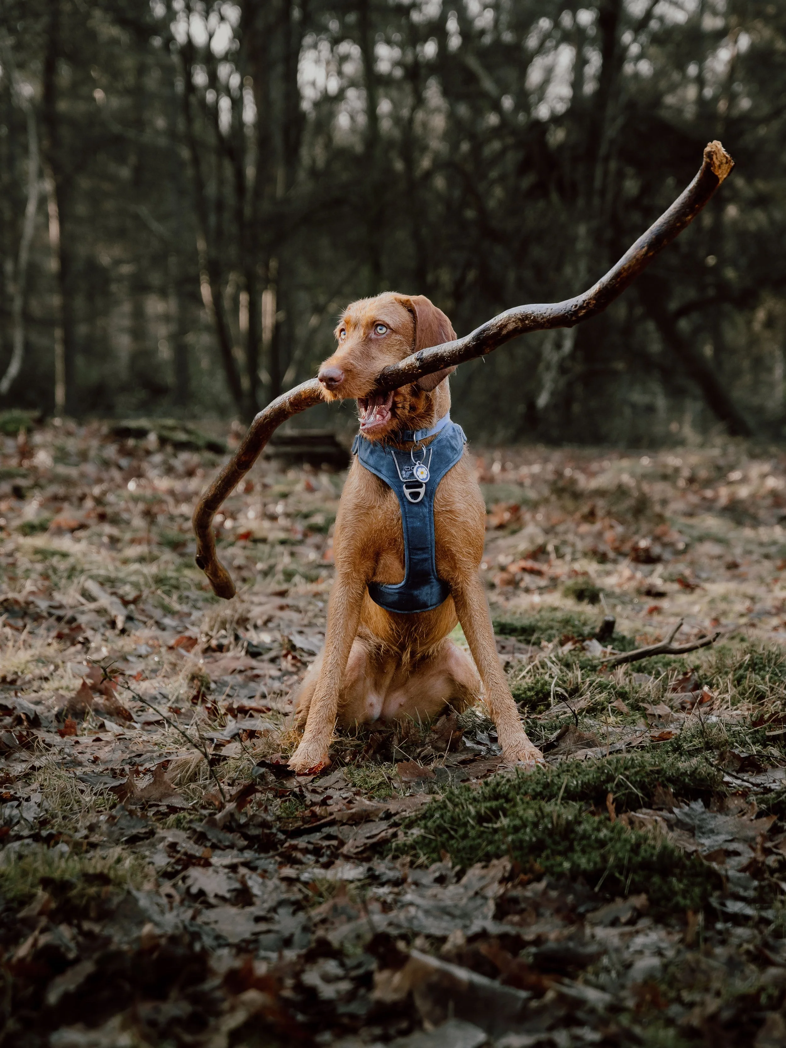 Hond met een stok in zijn bek zit in een bos