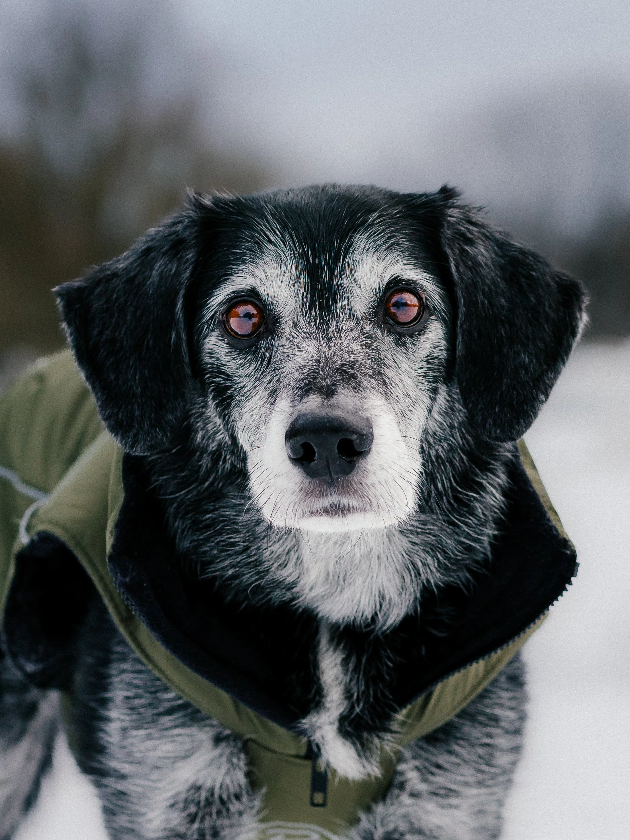 Een close-up van een zwart-witte hond die naar de camera kijkt, met een groene jas aan, buiten op een grijze dag.