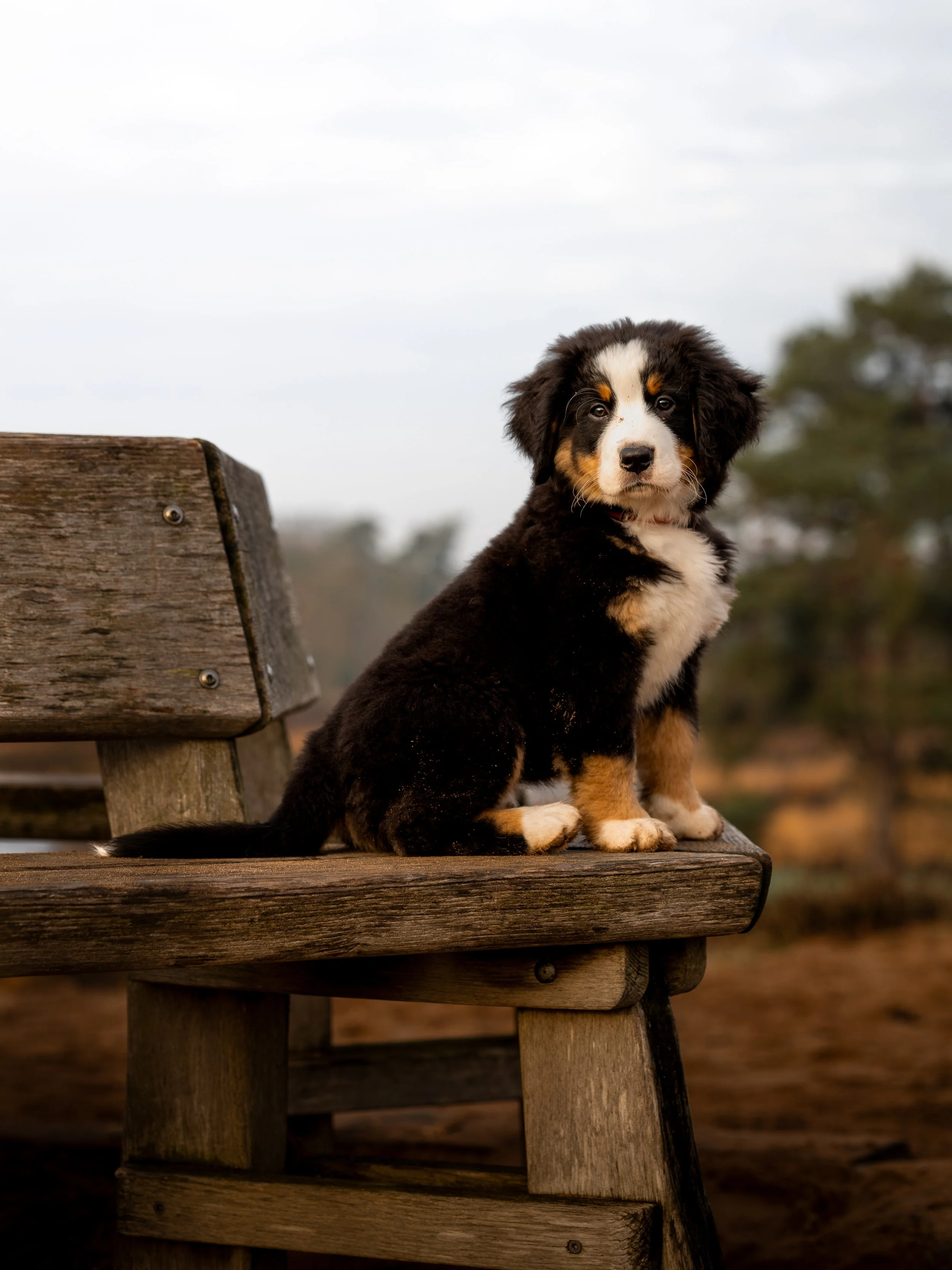Een schattige Australian Shepherd puppy zit op een houten bank in een buitenomgeving.