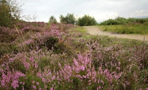 Our Ling Heather Honey is Back! 

Some of our lovely lady&rsquo;s have been working overtime foraging the Ling Heather on Culmstock Beacon. 

The flowering period for heather is brief, from August to early autumn. This means that not every year is a 