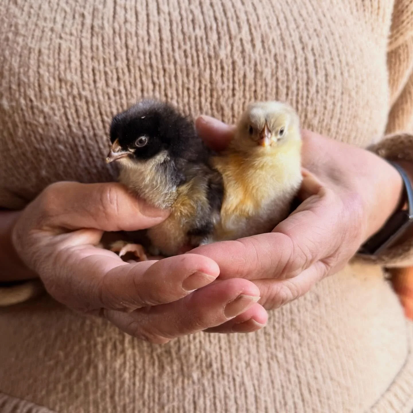 Easter arrived early! 🐣 

#easterchick #easter2026 #chickeneggs #chickenchick #cochinchickens