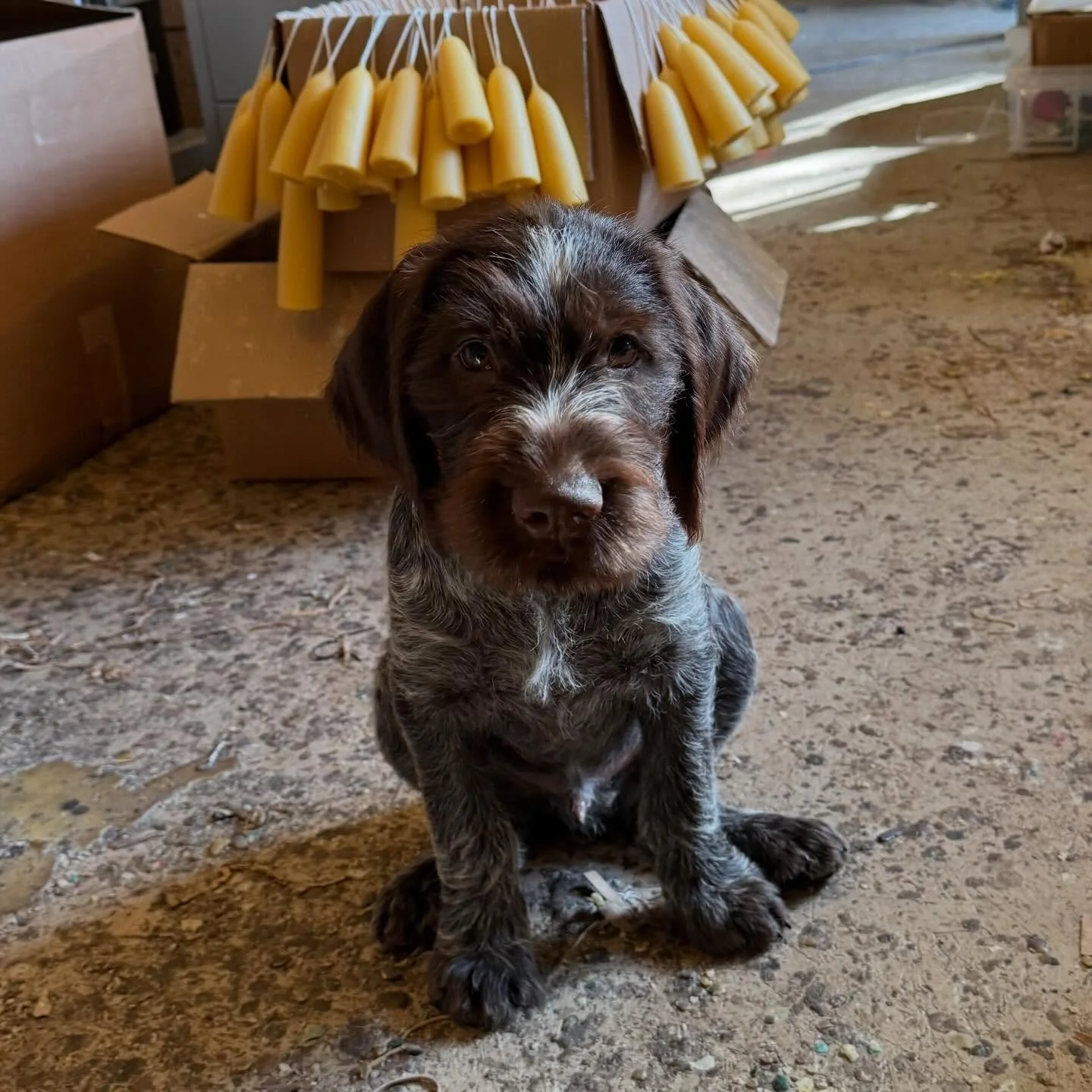 Introducing Goose my new apprentice! 
Unlimited confidence, very cute but no idea what&rsquo;s going on. 

#wirehairedpointer #beeswaxcandles #smallbusiness #germanwirehairedpointer #naturalcandles #devonbees #pointerpuppies