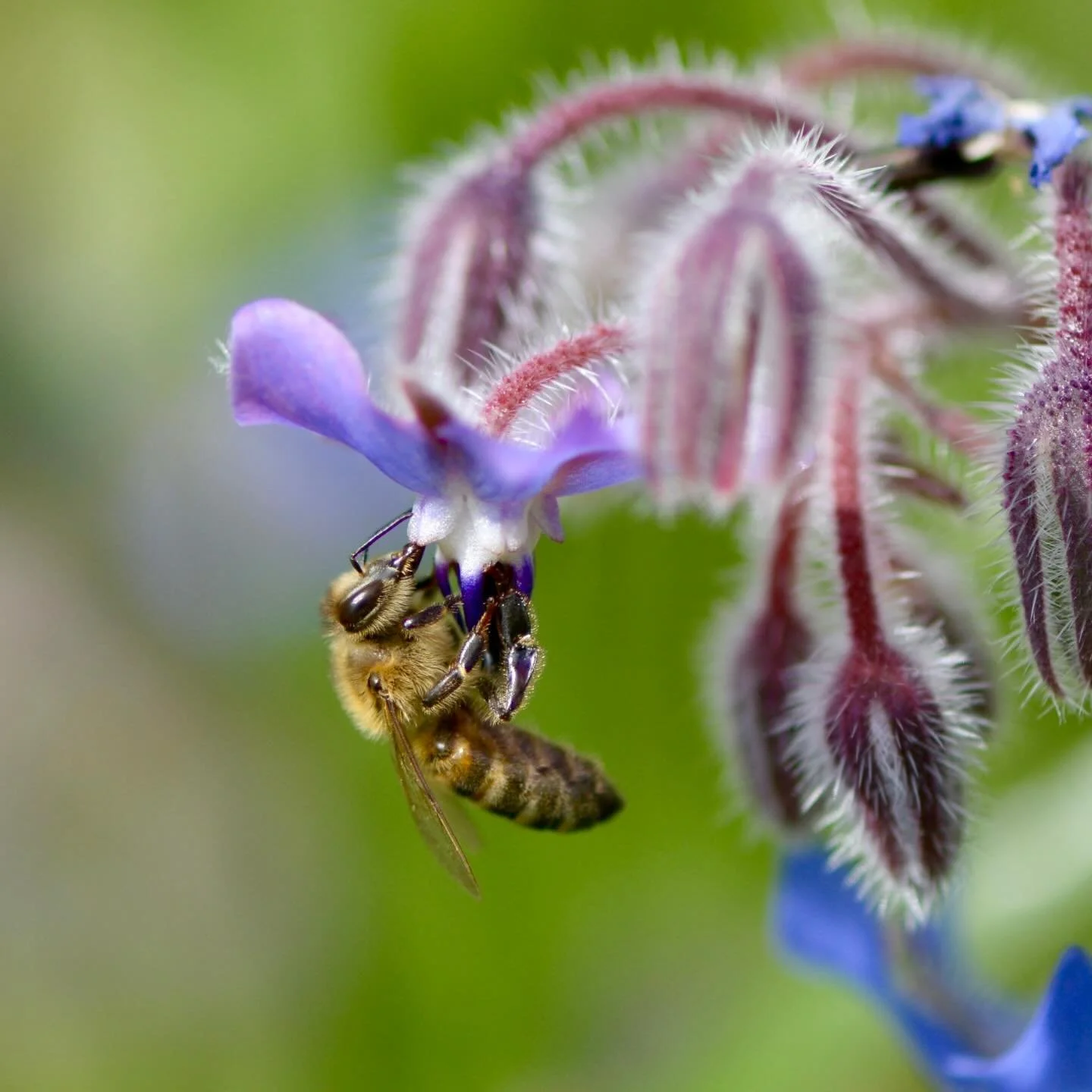 🐝🌼 Happy World Bee Day! 🌼🐝
Today we celebrate our incredible bees and all pollinators who help our world stay in bloom. 🌍💛
A huge thank you to all the beekeepers, growers, gardeners, and everyone working to protect and support these essential l