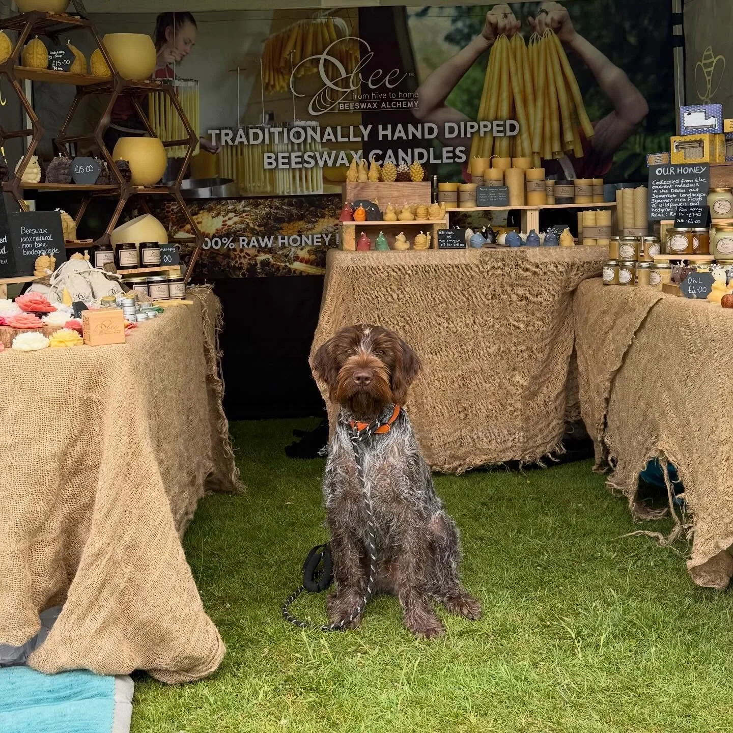 Amazing how big he is now! 🐾
Just 6 months old and already worked his first market. Goose has taken his role very seriously&mdash;greeting visitors, supervising the stall, and collecting plenty of compliments along the way.
Safe to say he&rsquo;s on