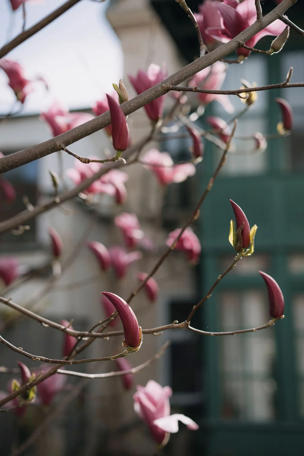 Eliška Hošková - Psychoterapie v Brně