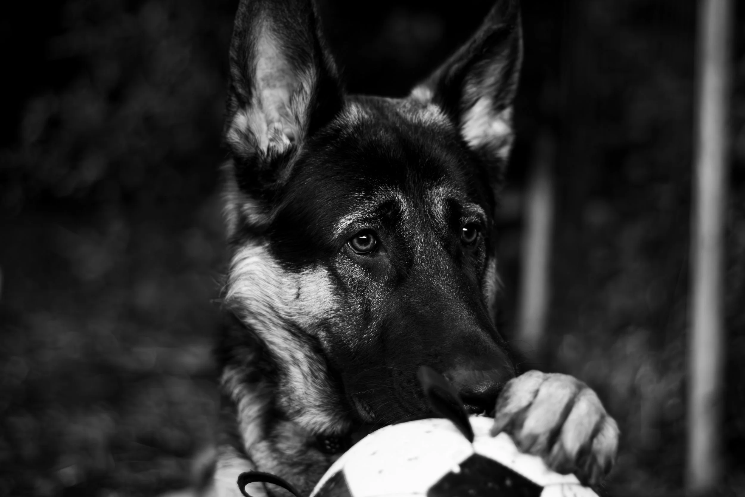 German Shepherd