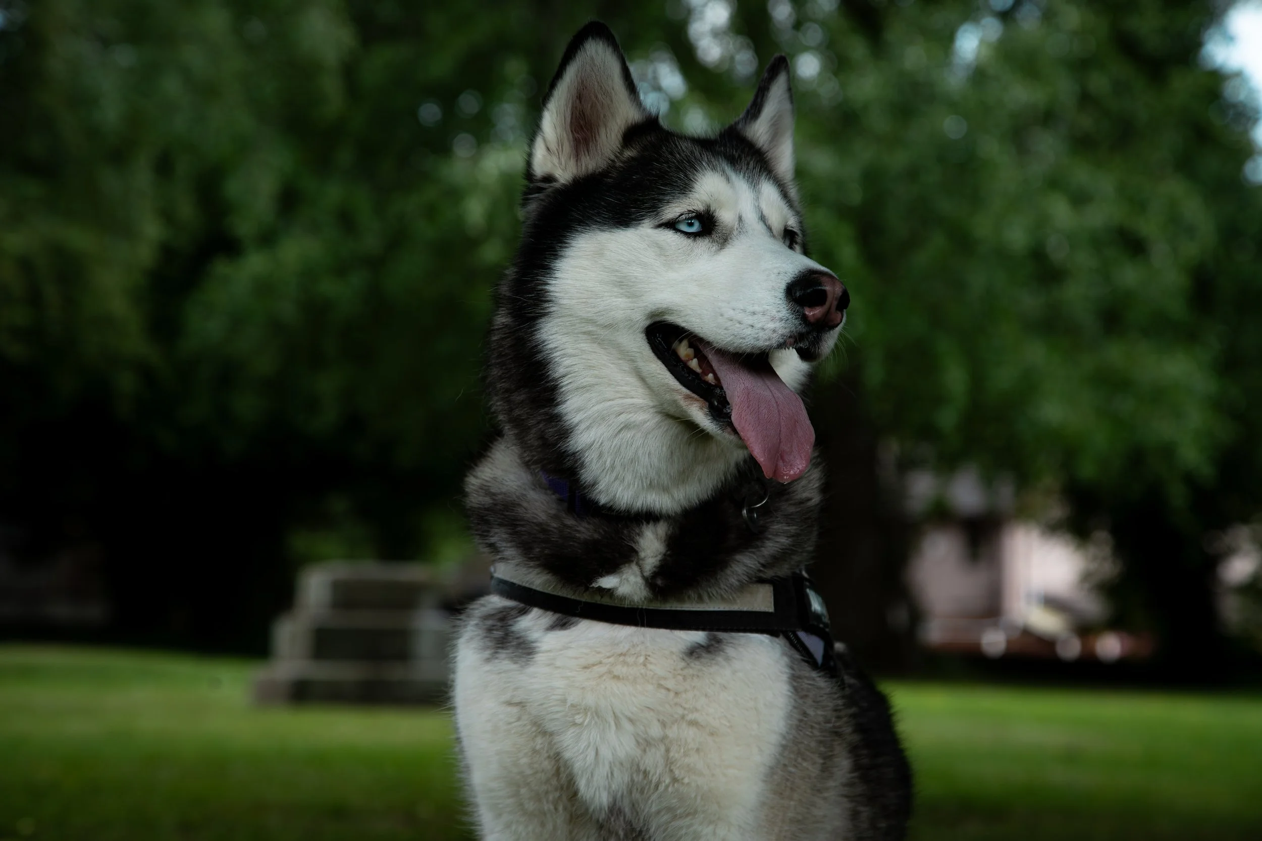 Husky