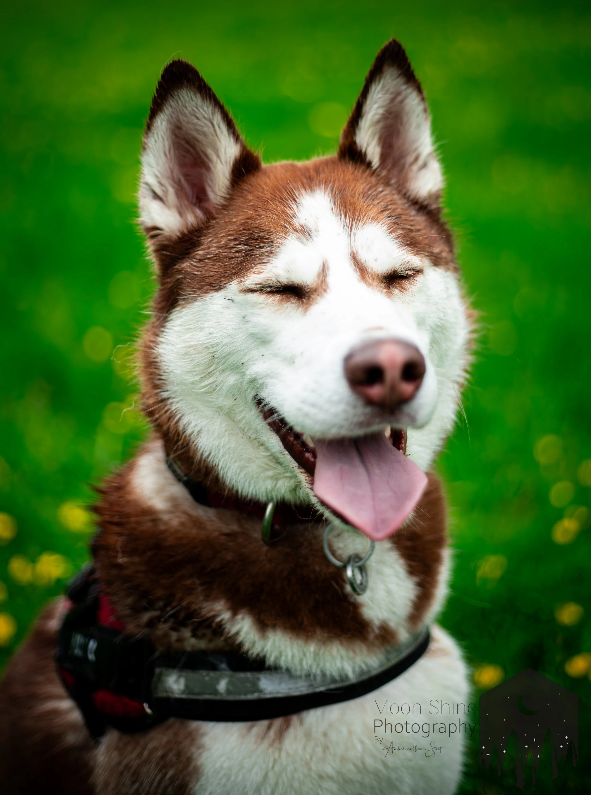 Husky