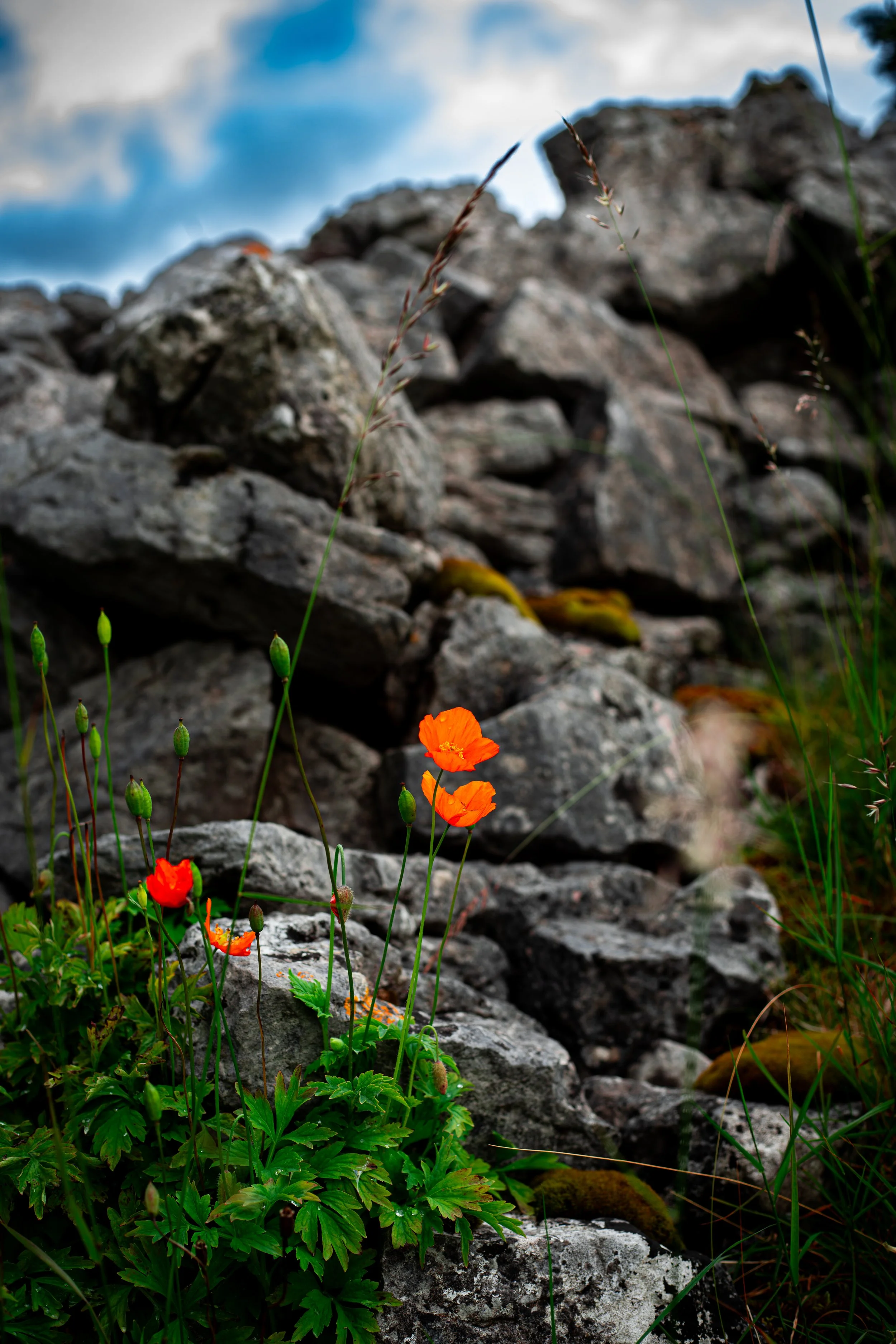 English countryside fallen dry stone wall with flowers
