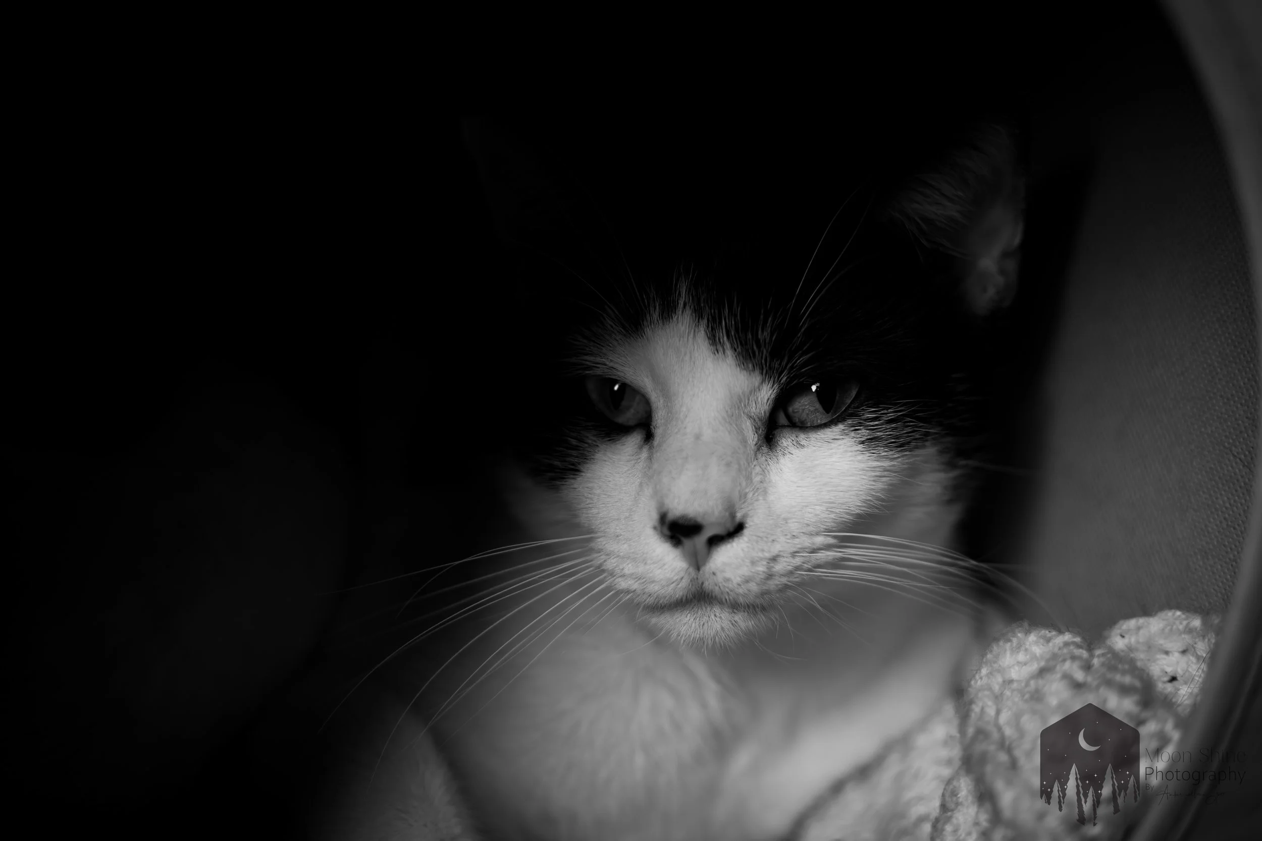 Black and white cat 
