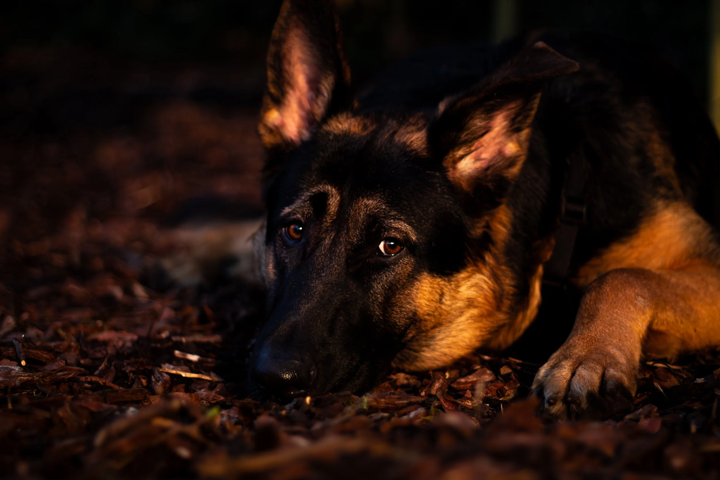 German Shepard