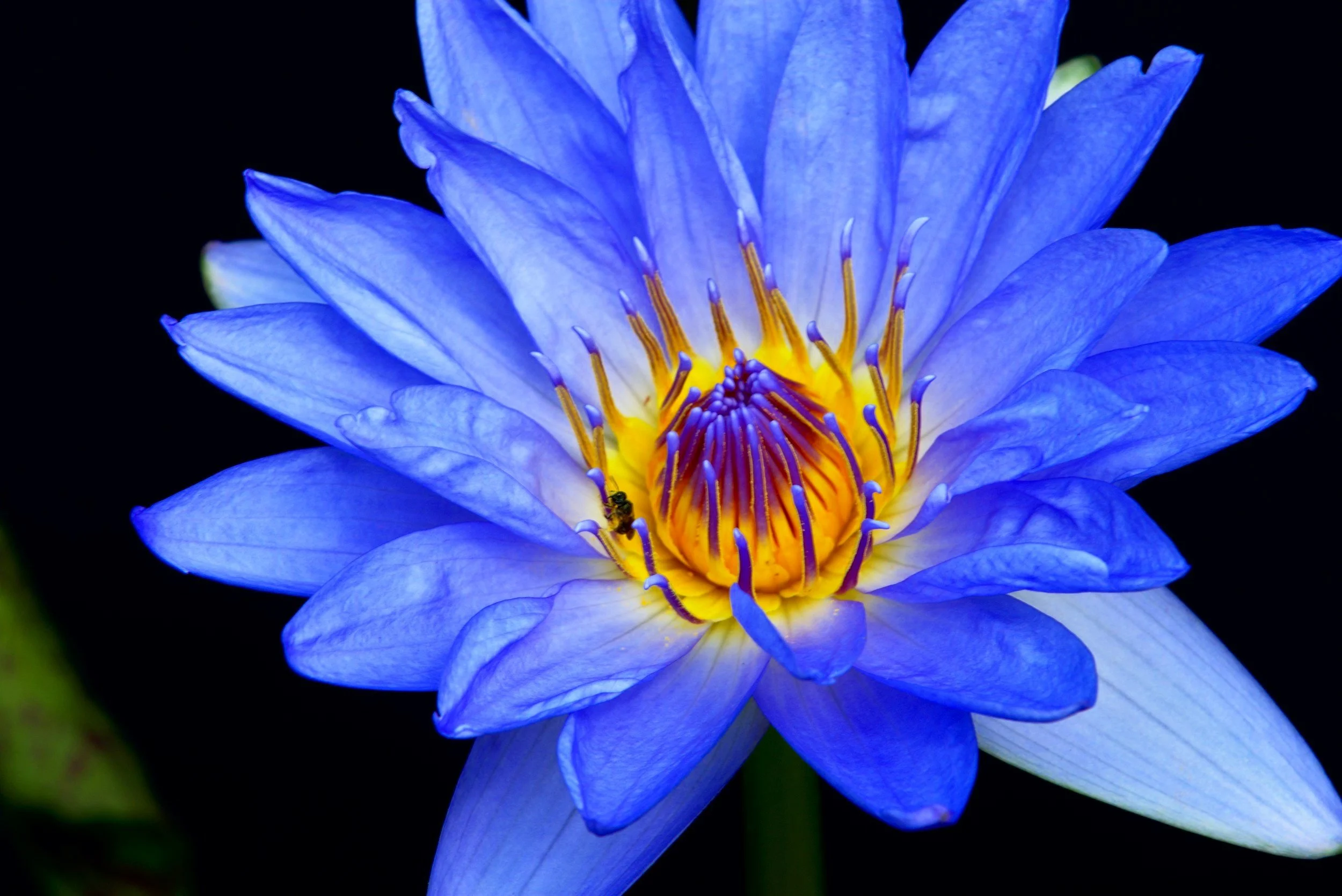 Petals &amp; Planets May 31, 2026