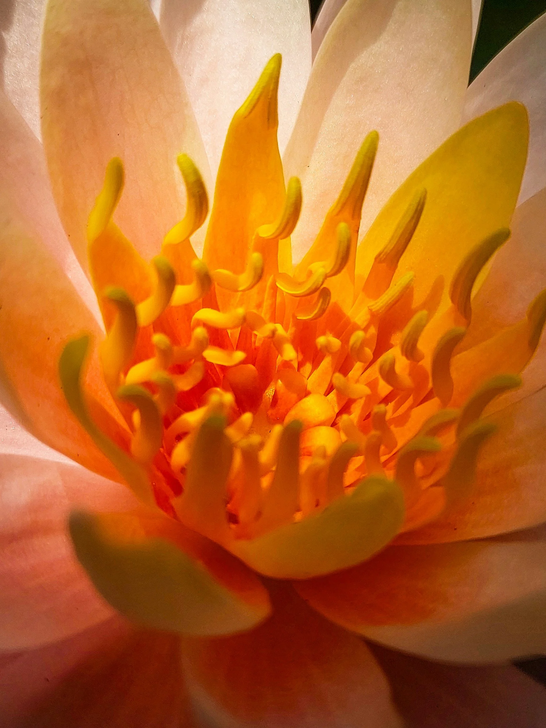 Petals &amp; Planets June 29, 2026