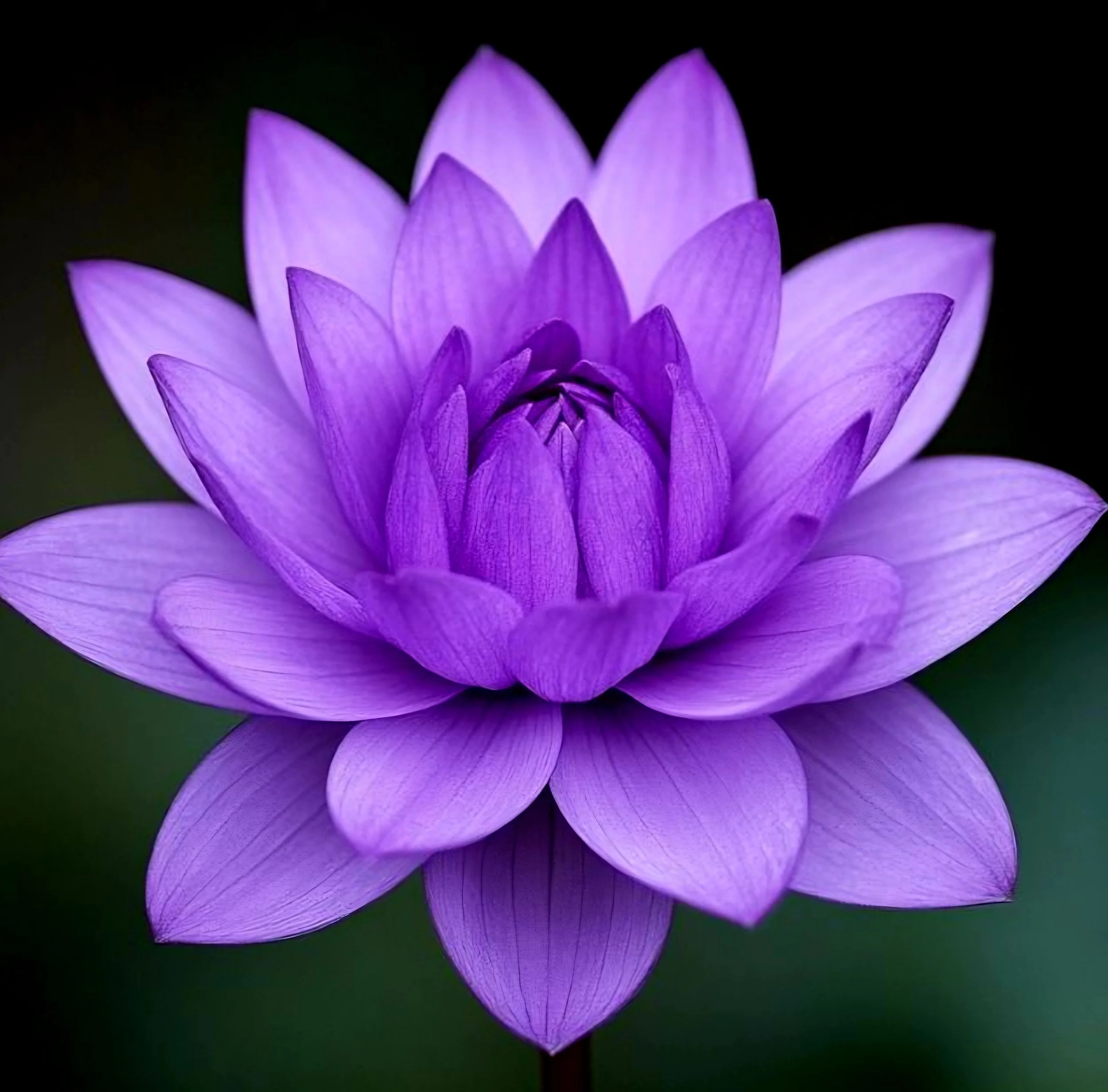 Petals &amp; Planets July 29, 2026