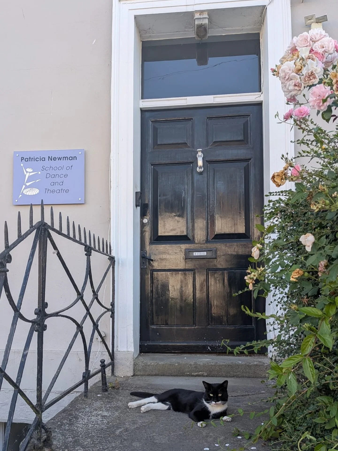 What an amazing shot captured by the glorious @_hannahcphotography of a local cat keeping guard &amp; enjoying the evening heat outside our front door 😻😎💜