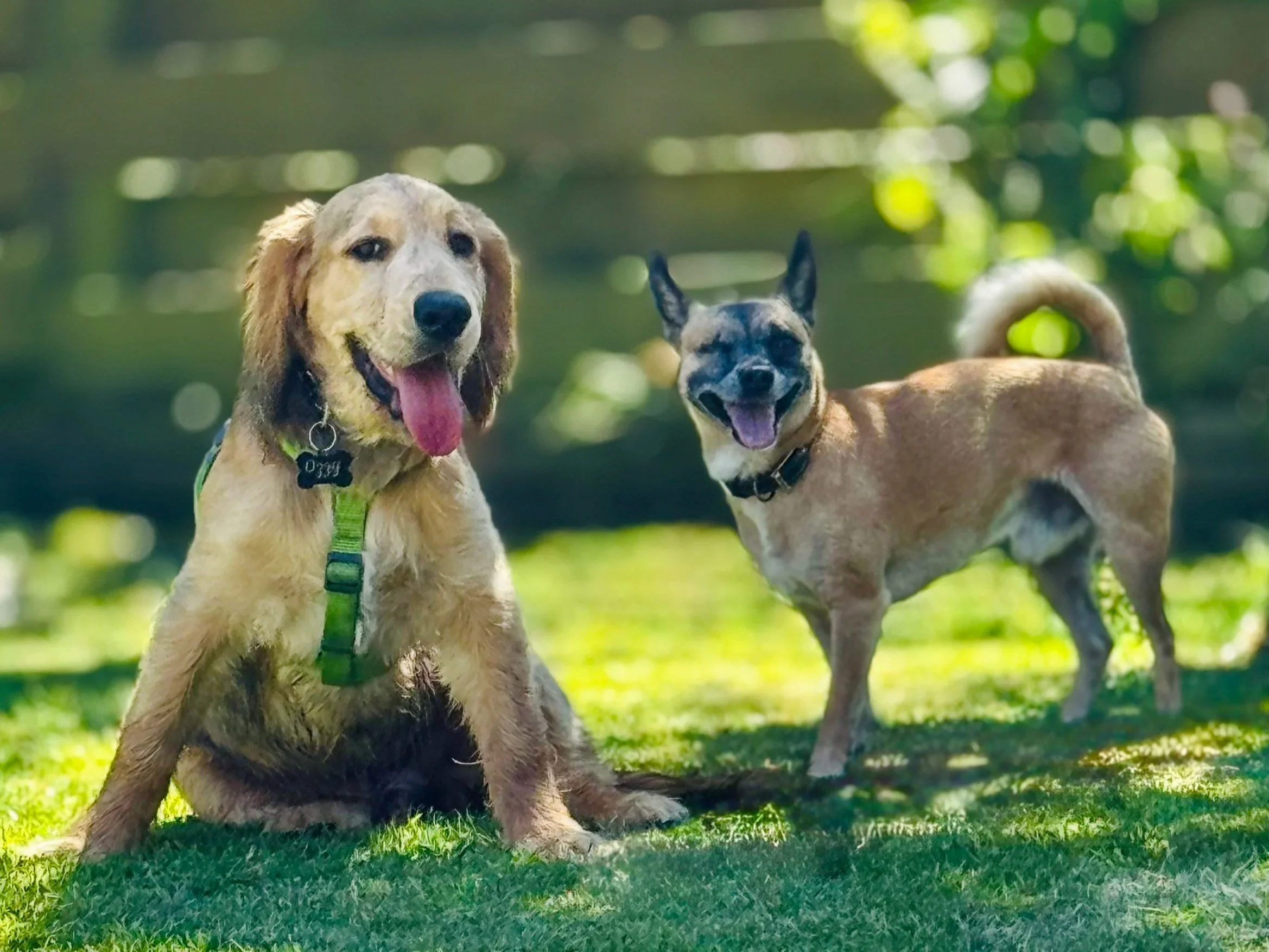 Two dogs, a spaniel and a chihuahua dog, sitting on grass in a sunny outdoor setting.